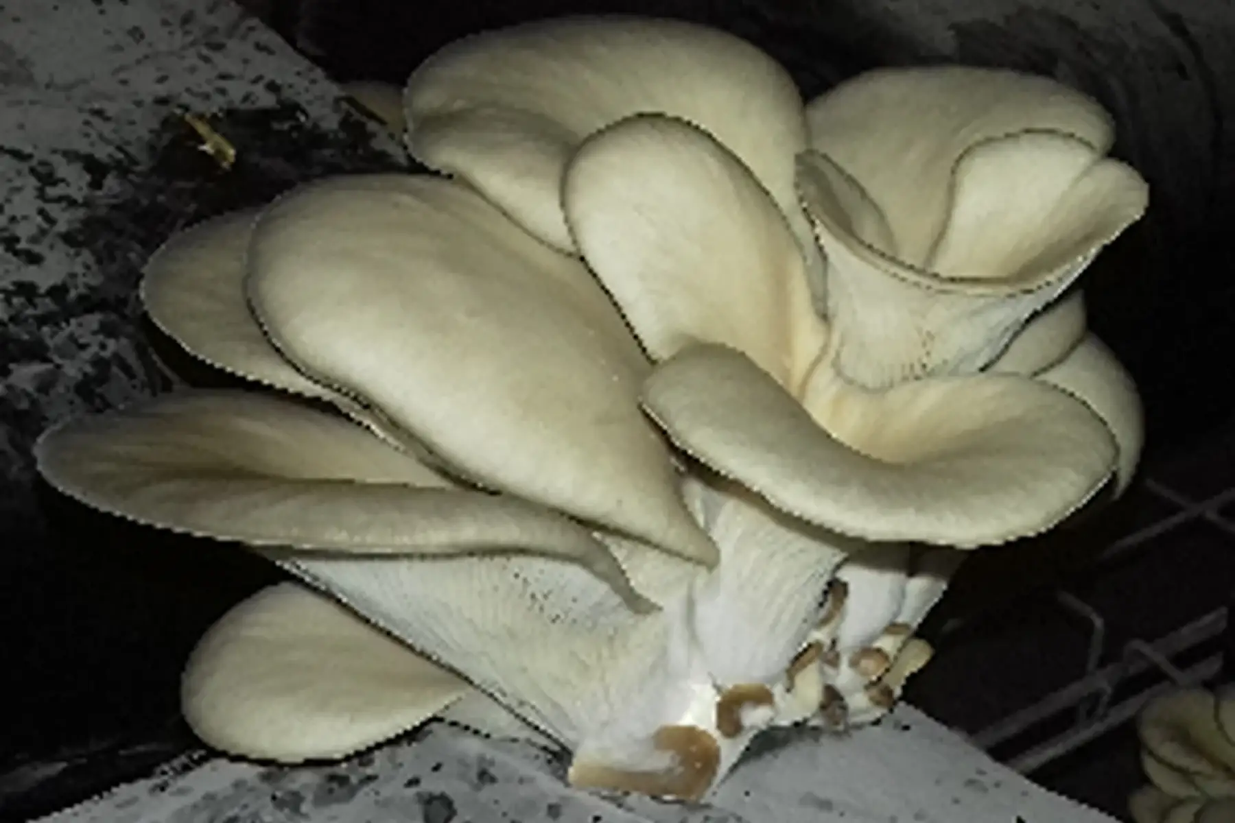 pleurote x 500 g