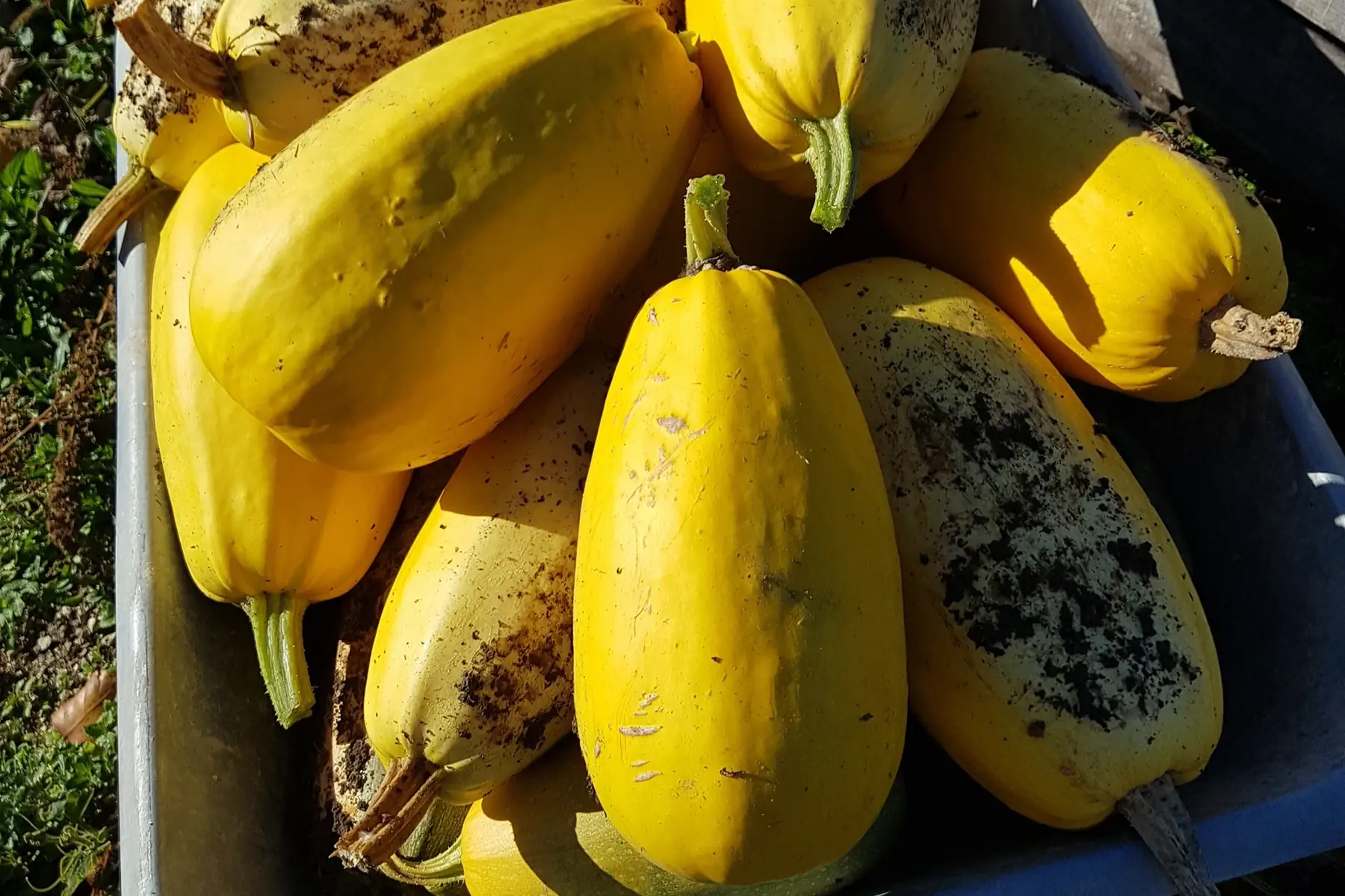 courge spaghetti bio