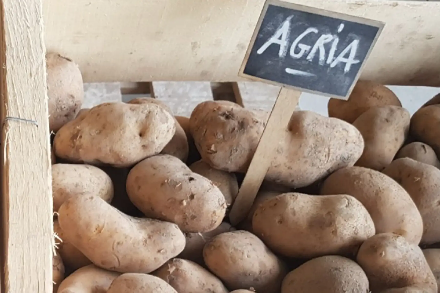 pommes de terre agria bio