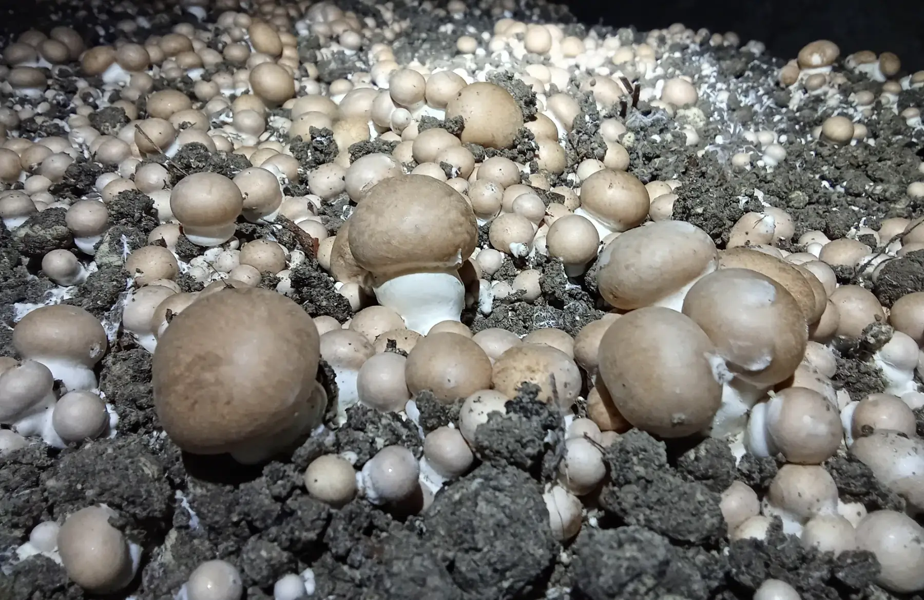 Champignons de Paris blond