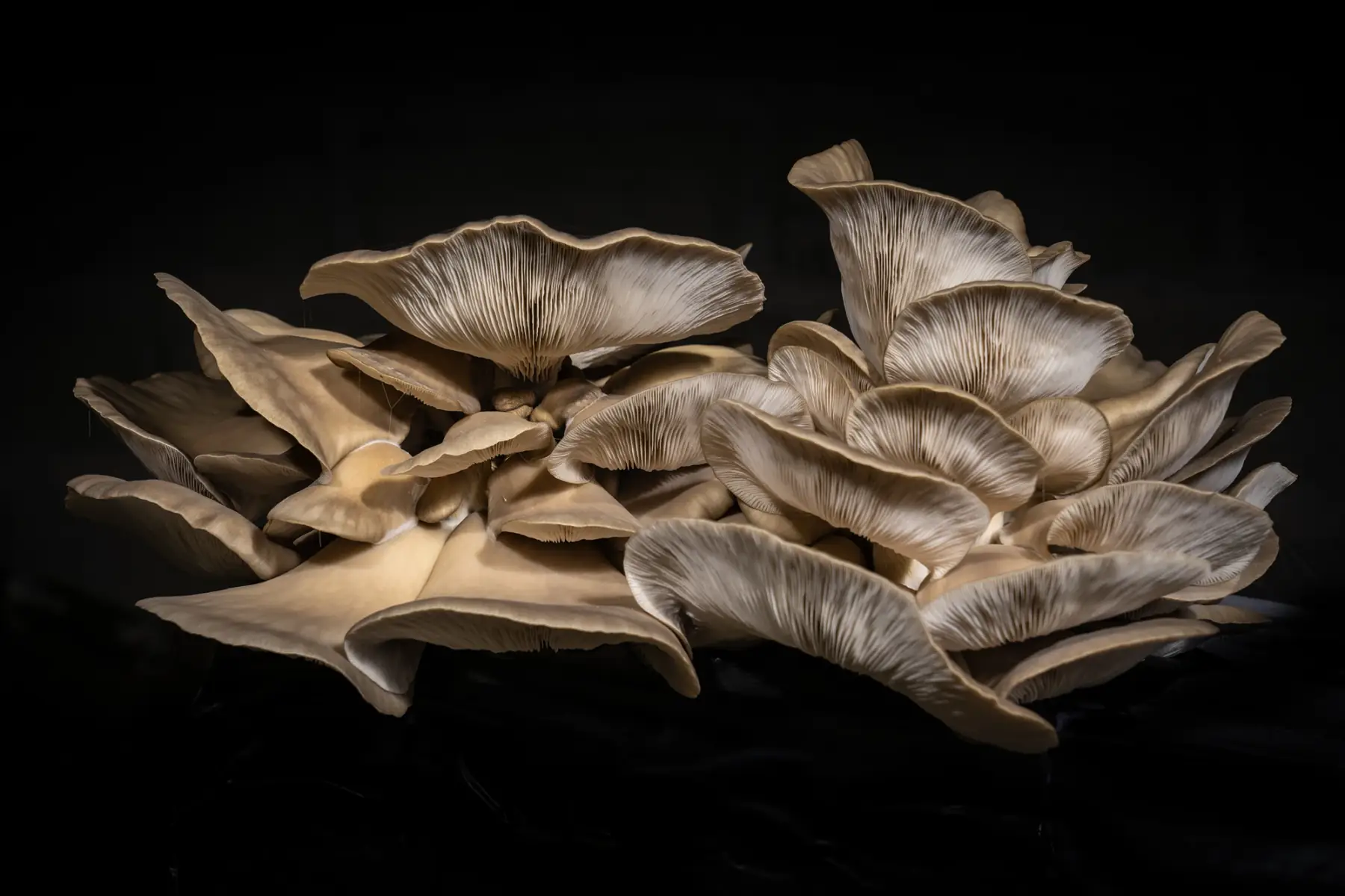 pleurotes des roches