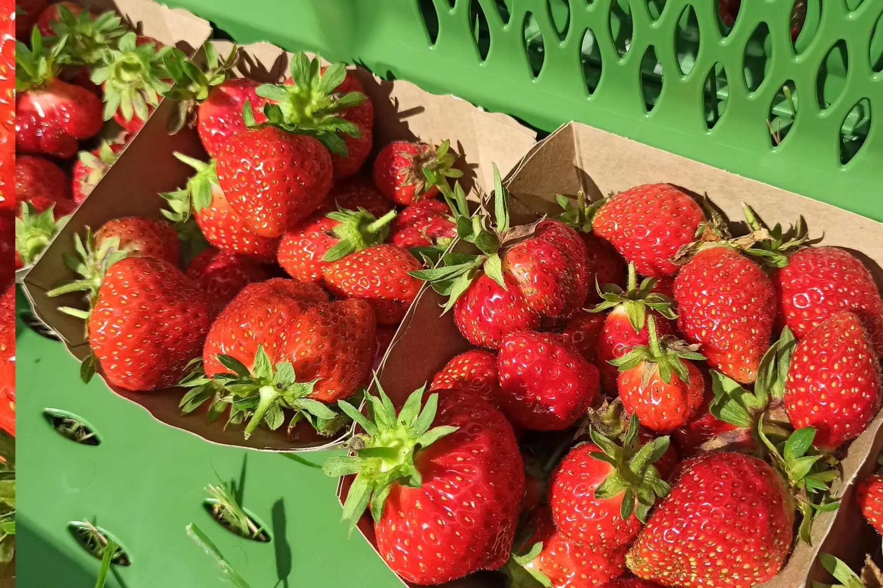 fraises