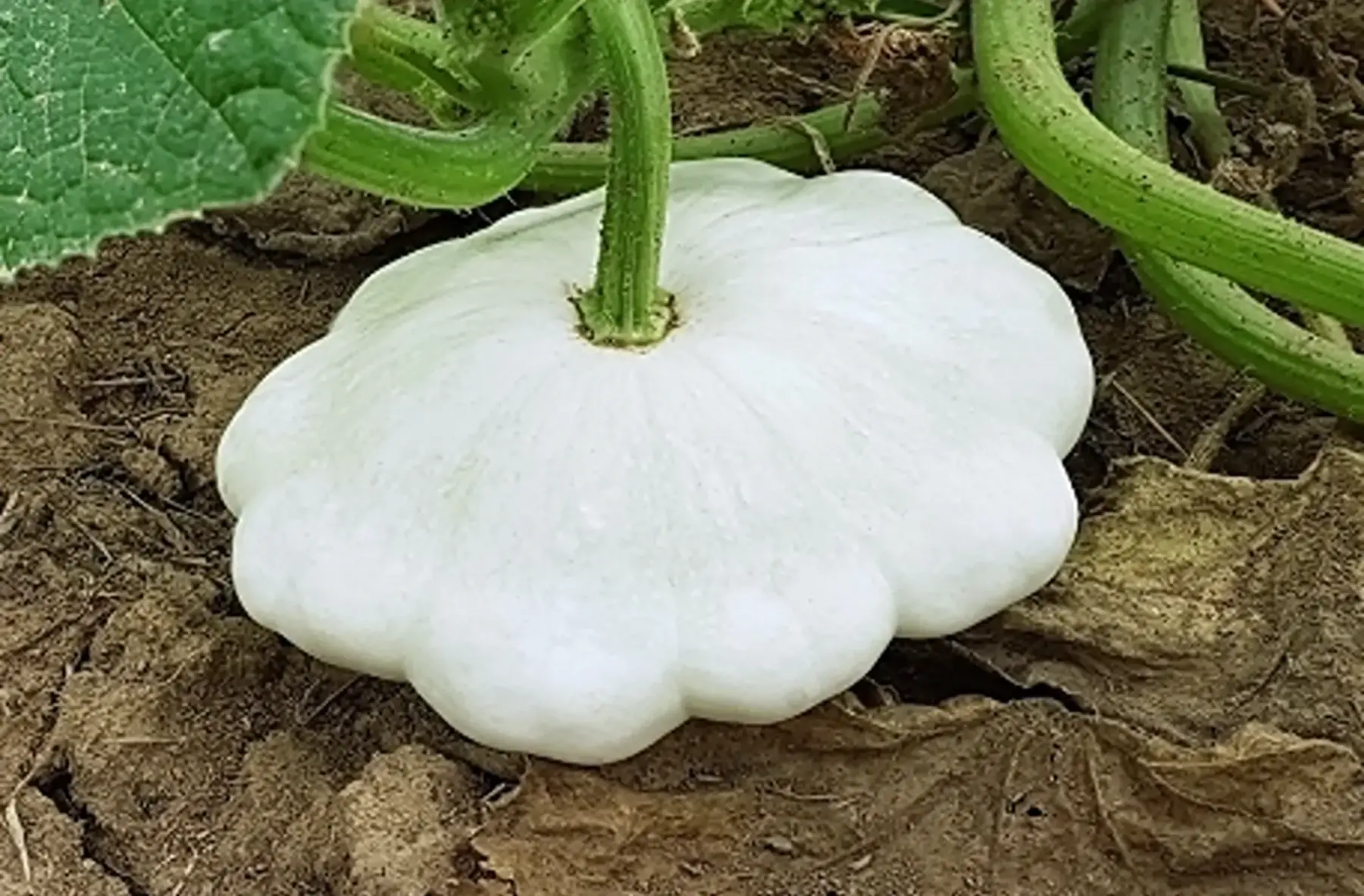 Patisson blanc