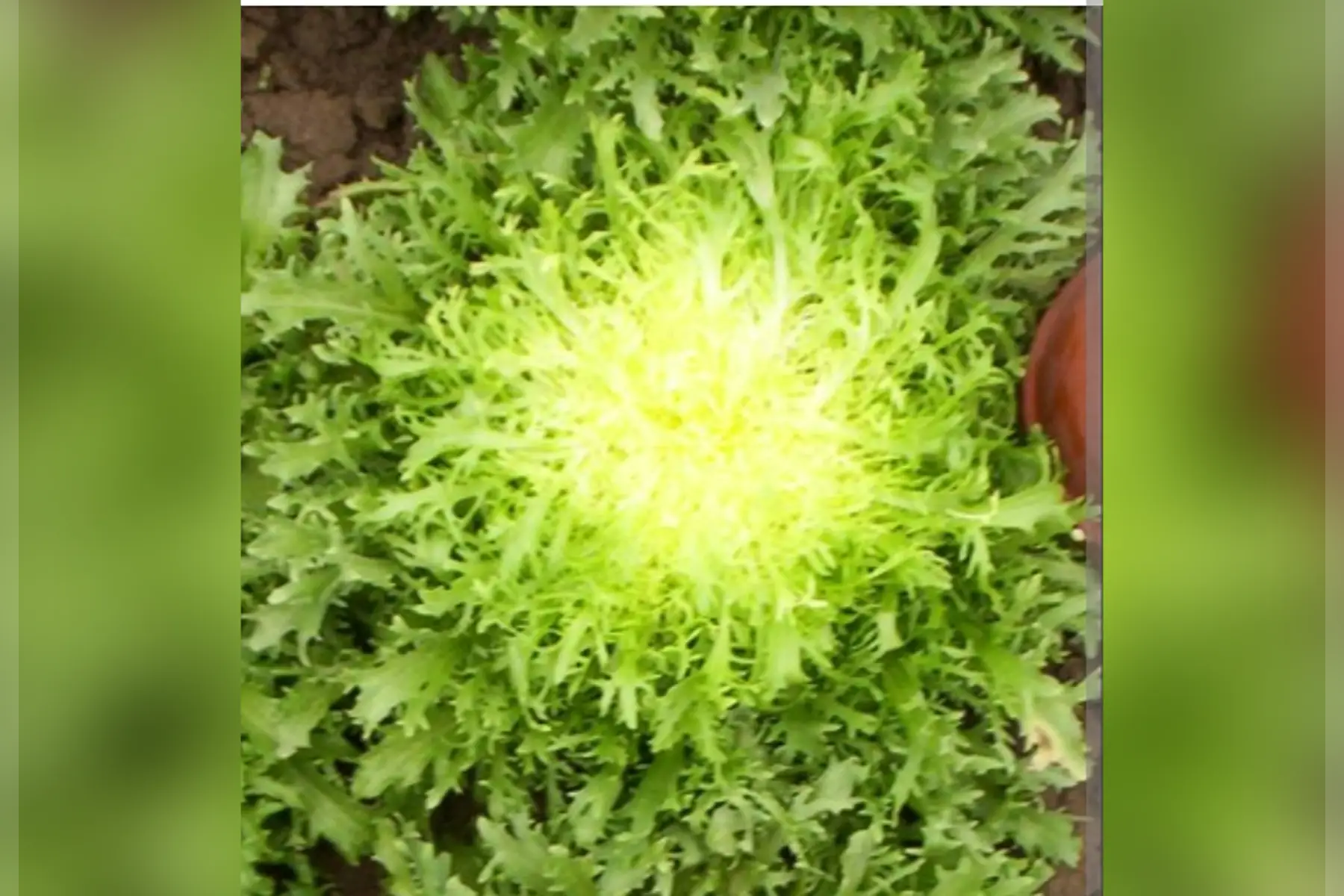 Salade frisée