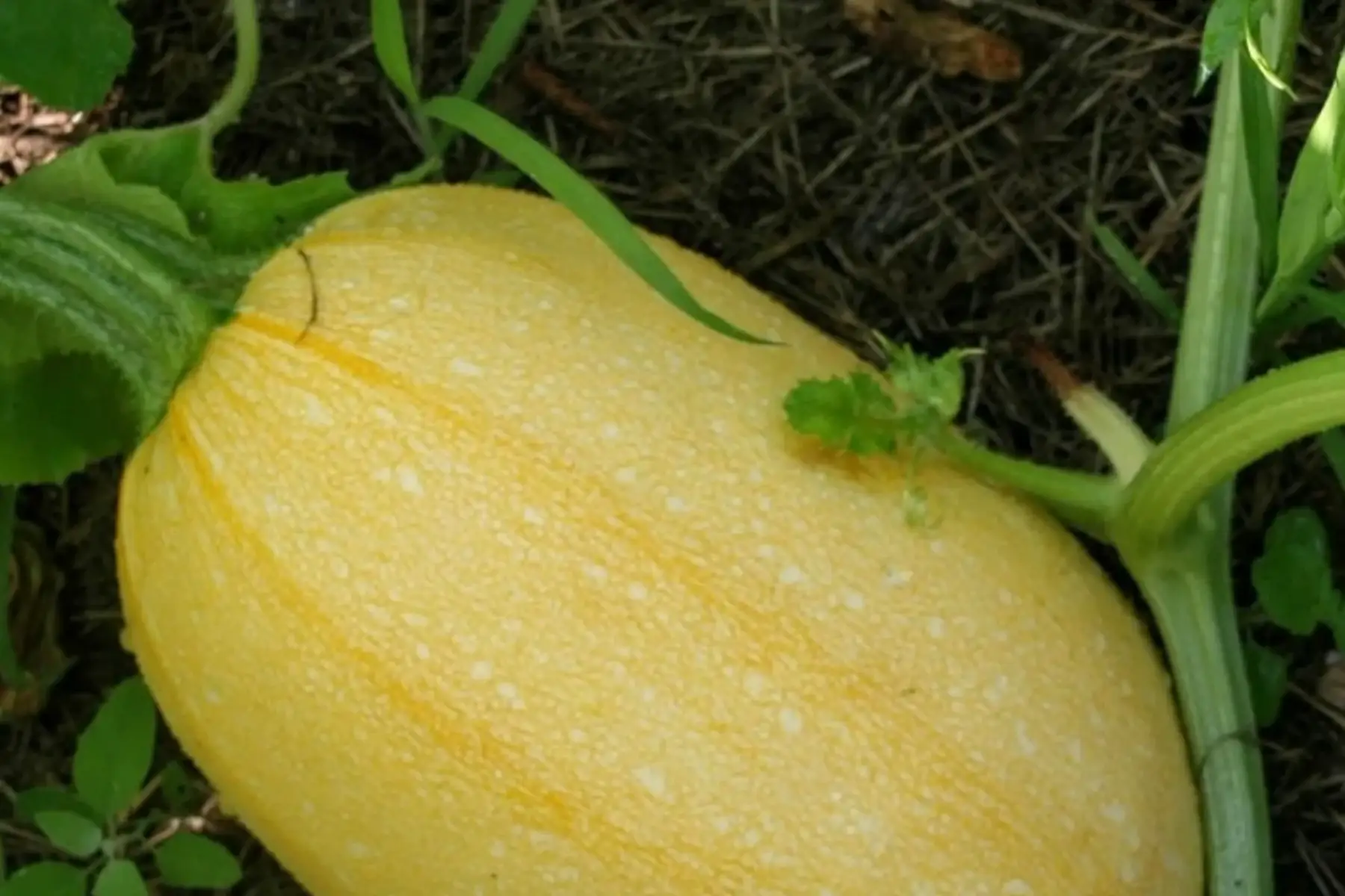 courge spaghetti