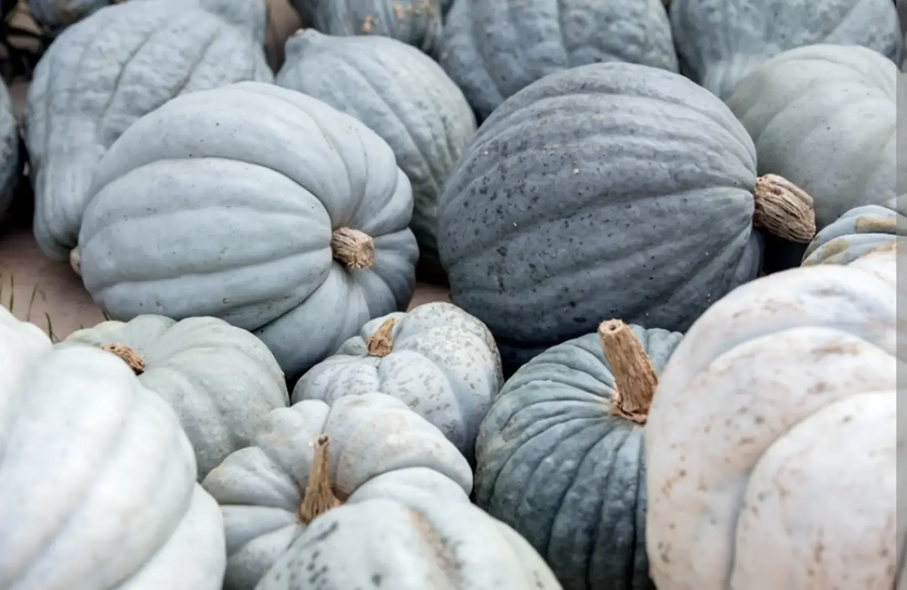 courge bleue 1,3-2kg