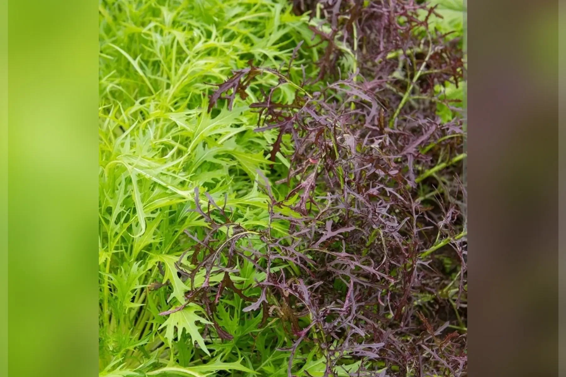 verdures asiatiques mizuna