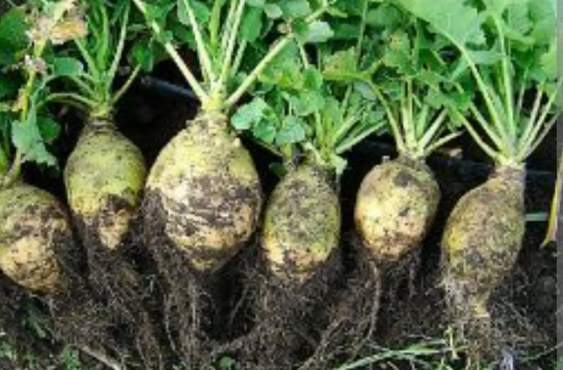 rutabaga 500g