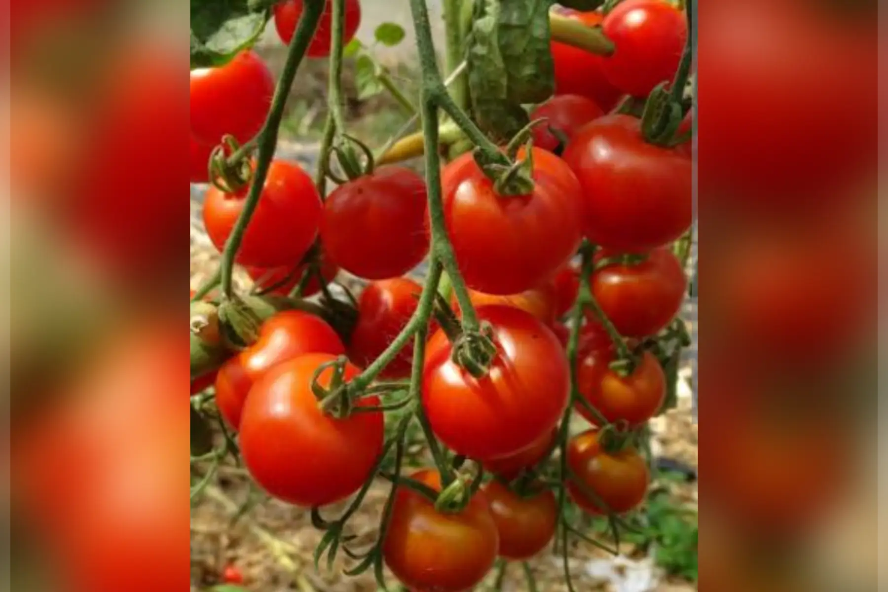 tomates cerises 250g