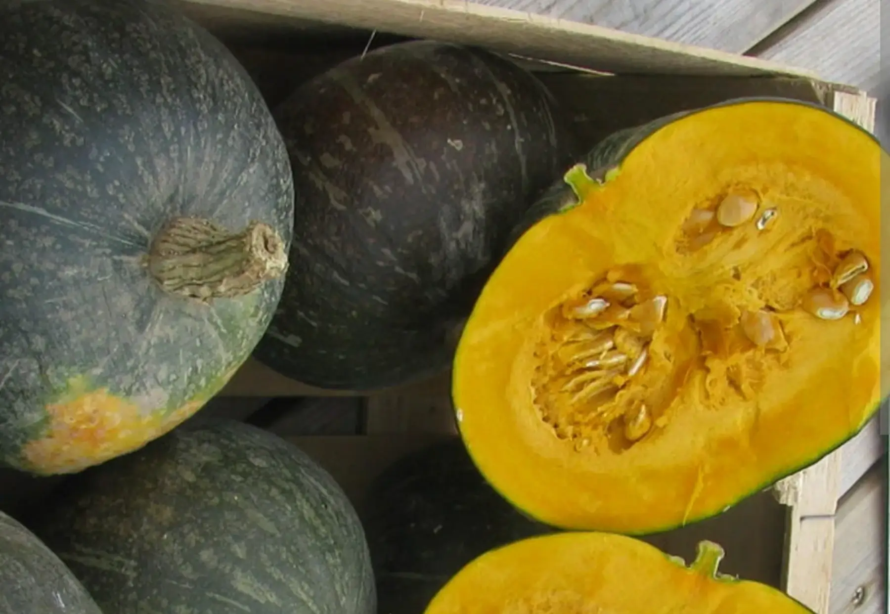 Potimarron vert d'Hokkaido