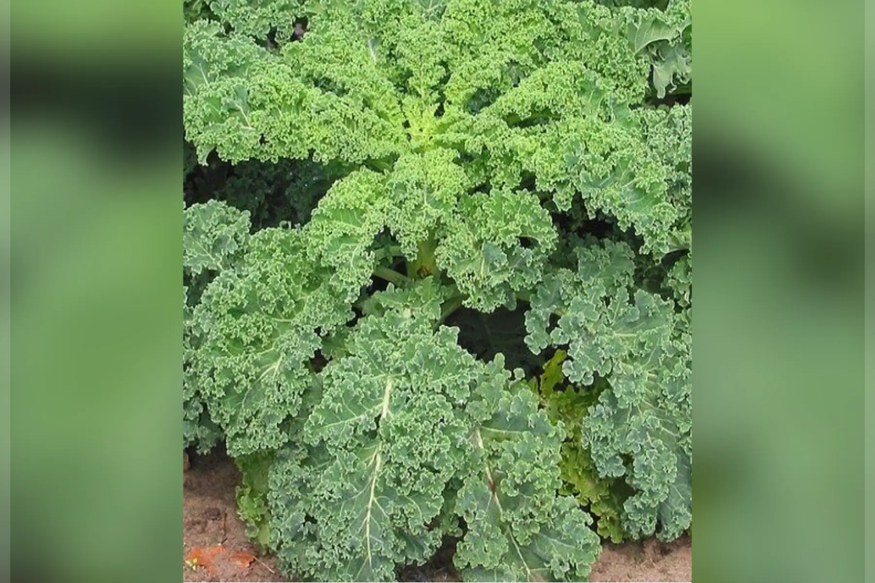 chou kale 350g