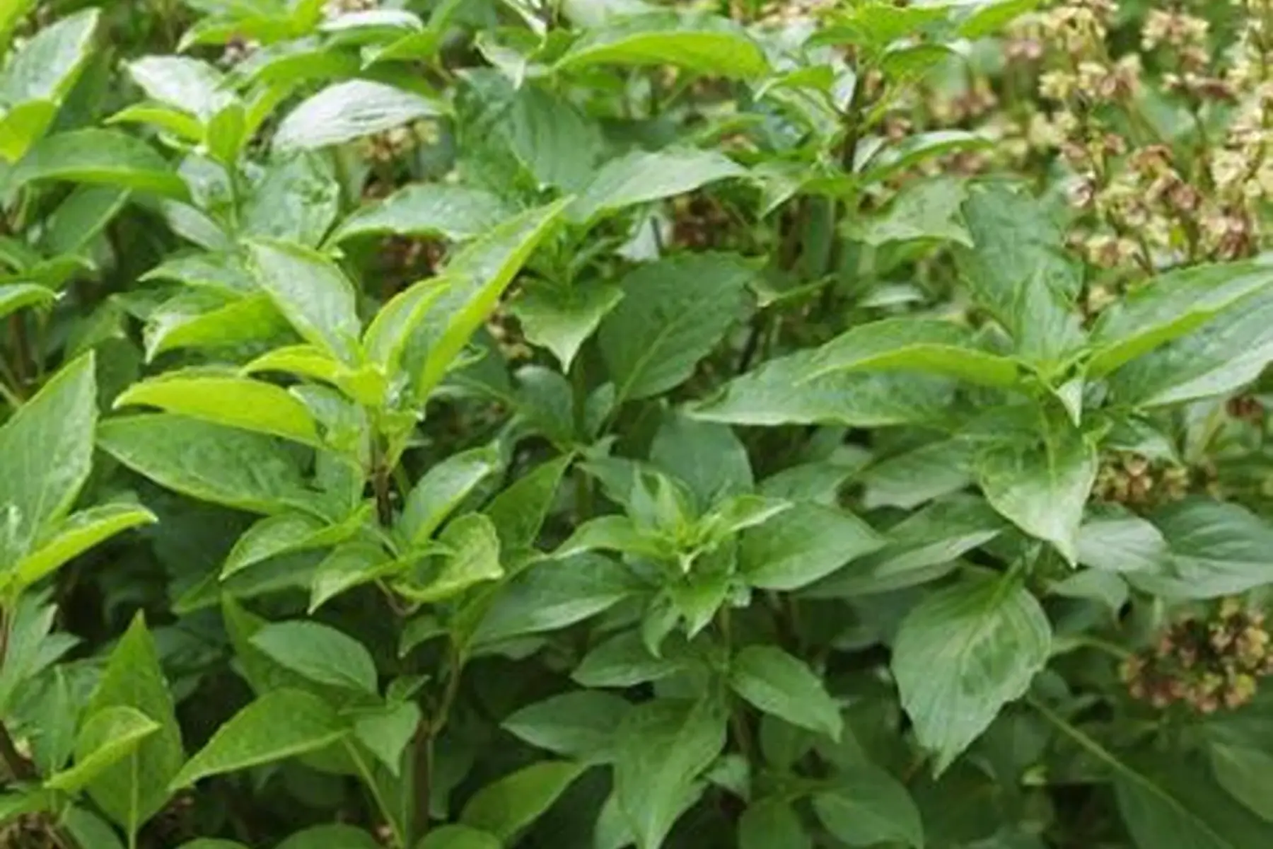 plant basilic sacré - tulsi