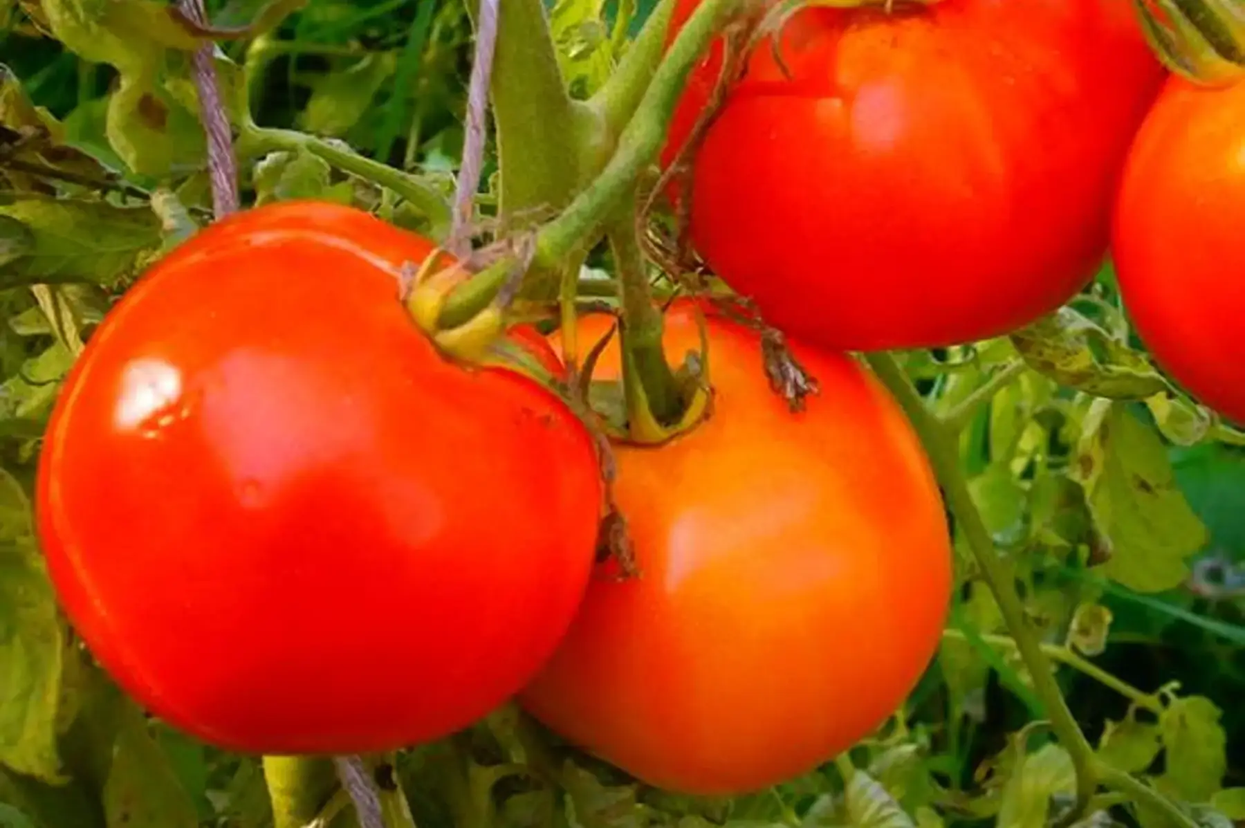 plant de tomate améliorée de montlhéry