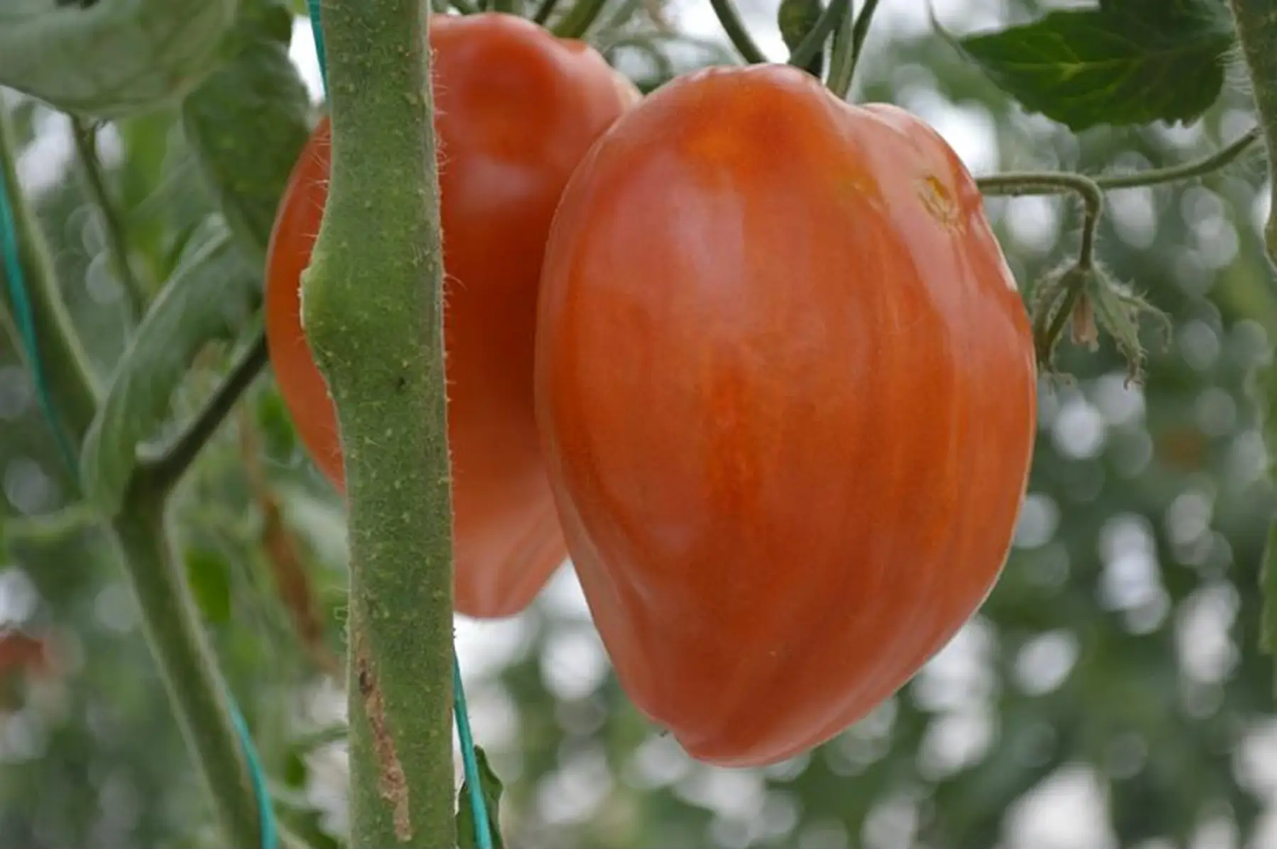 plant tomate -  coeur de boeuf jérusalem