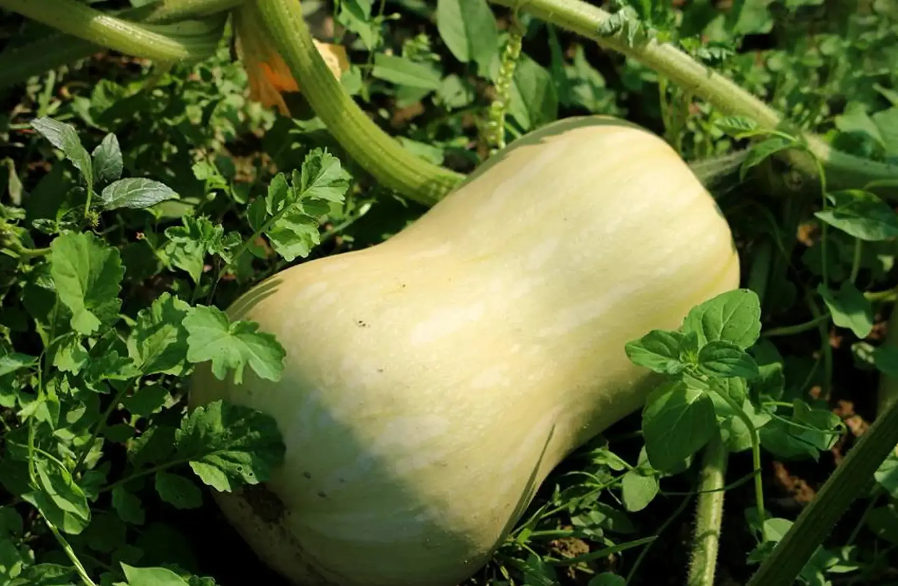 plant courge - butternut