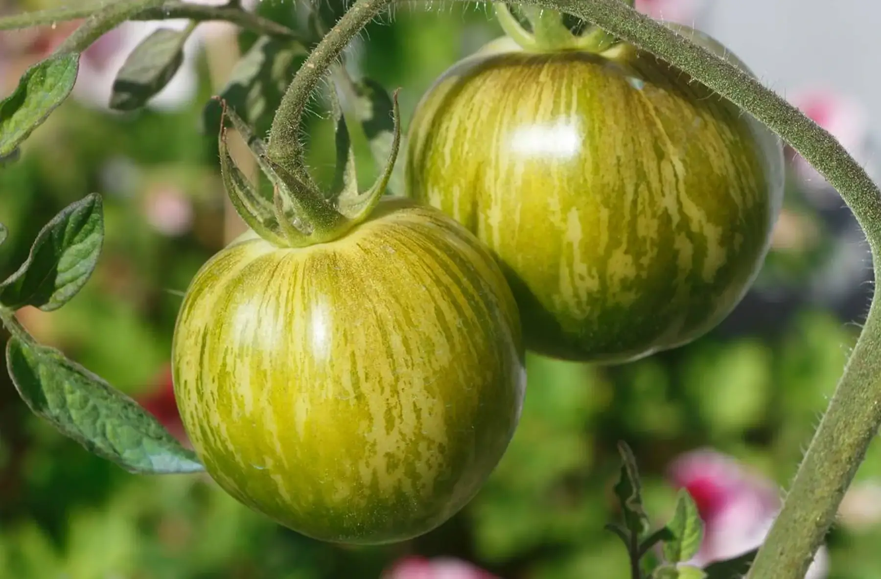 plant tomate - green zebra