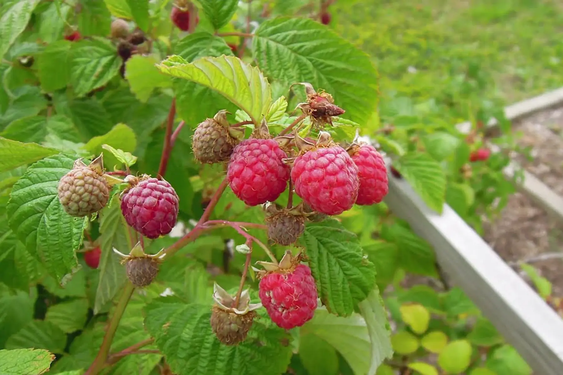 framboisier rouge - bio