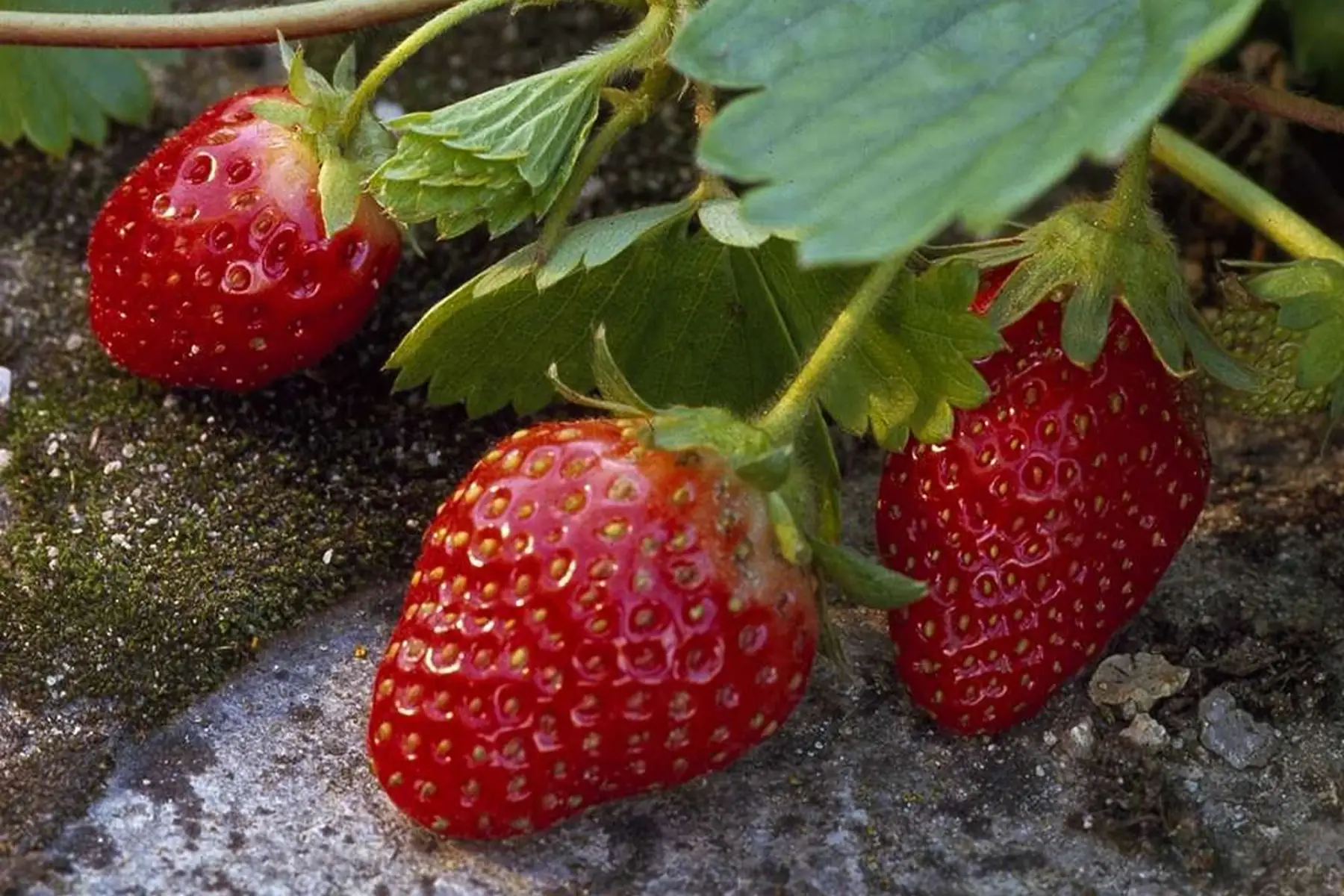 fraisier cirafine - remontant