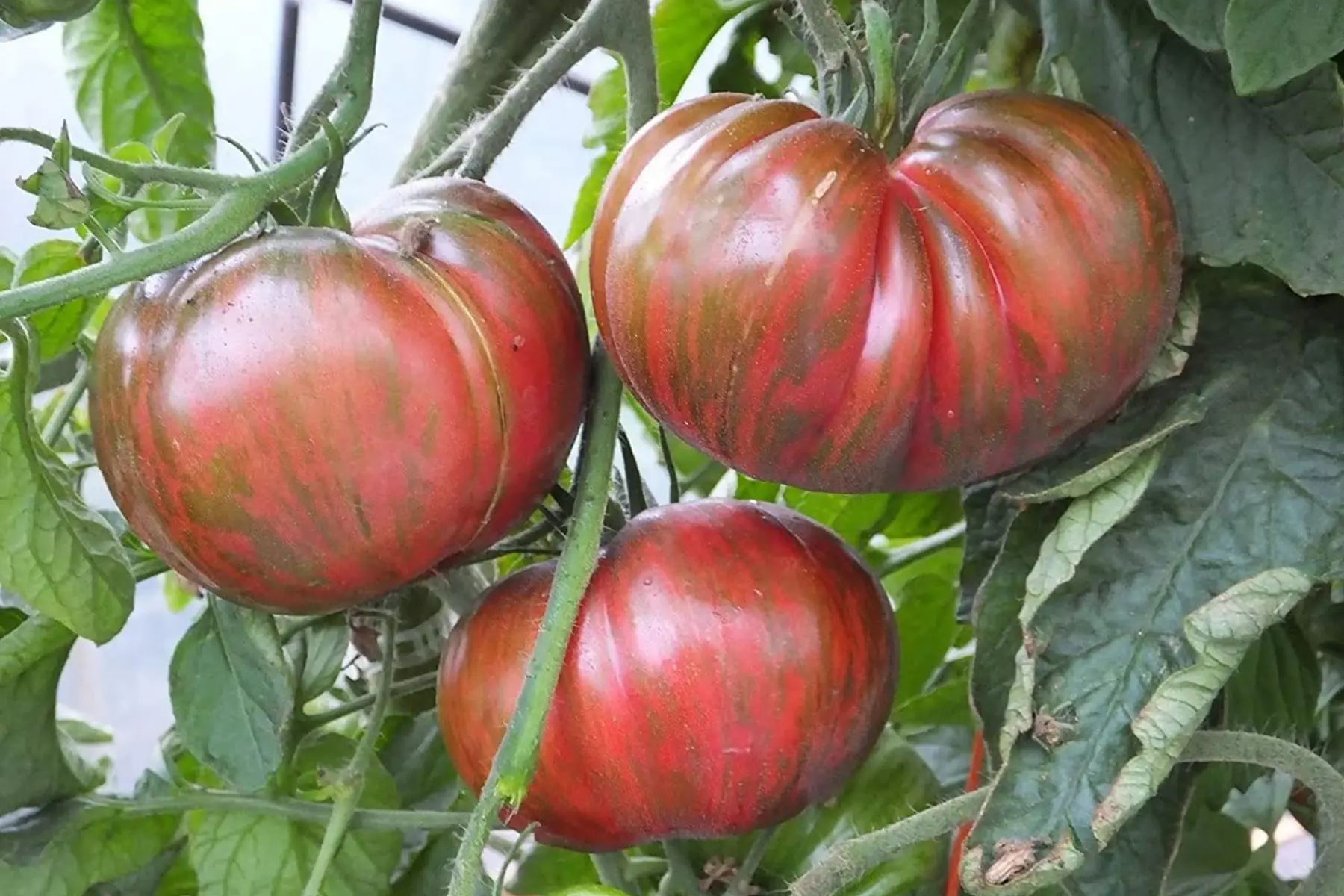 plant tomate - pink bekerley tie die