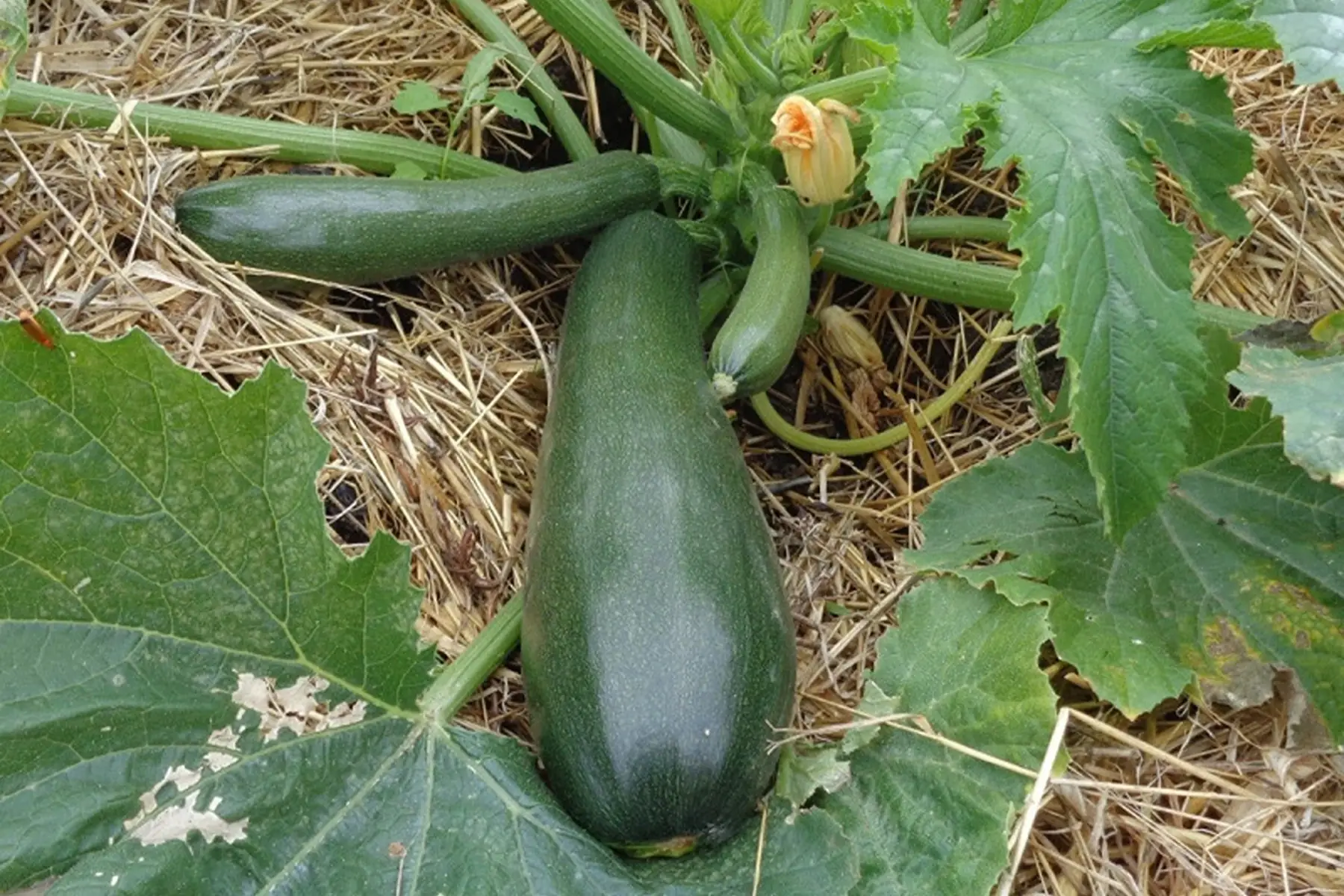 plant courgette - zuboda