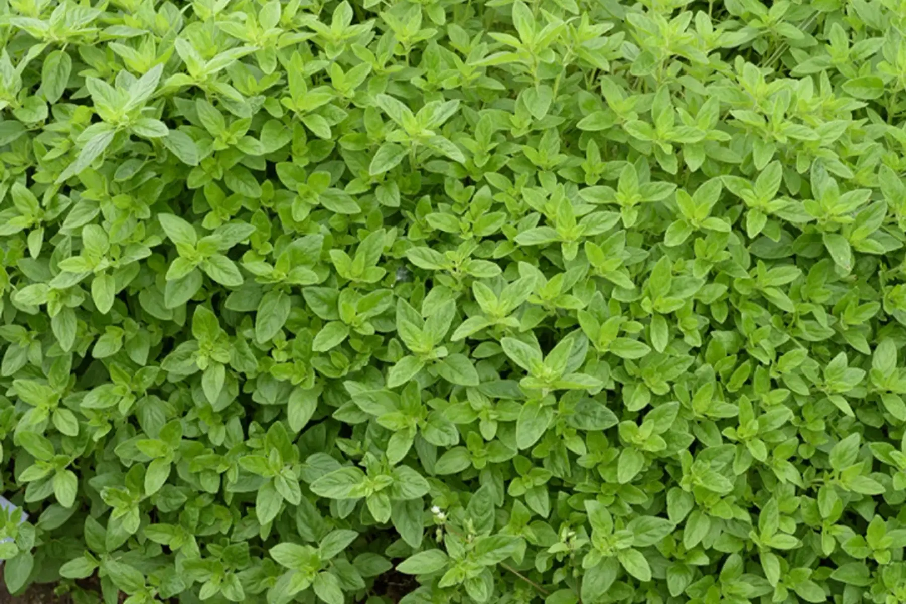 plant origan