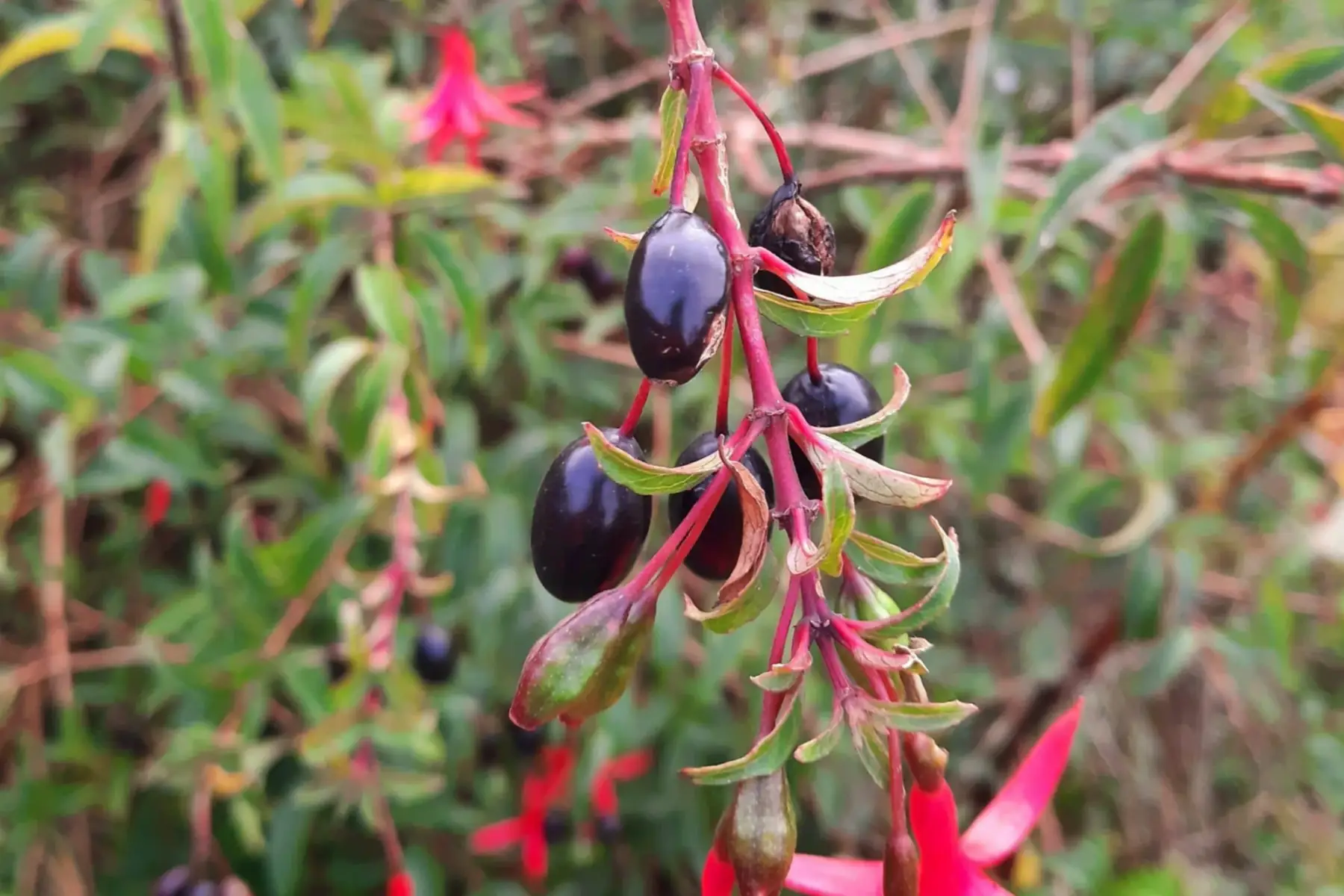 fushia comestible - bio