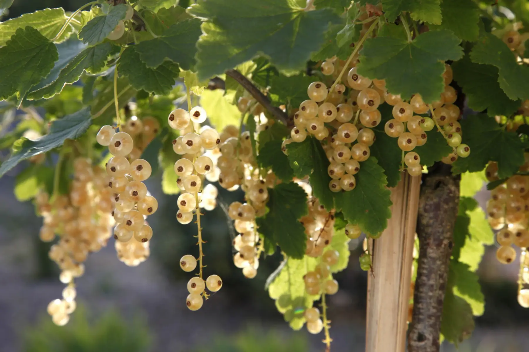 groseiller blanc - bio