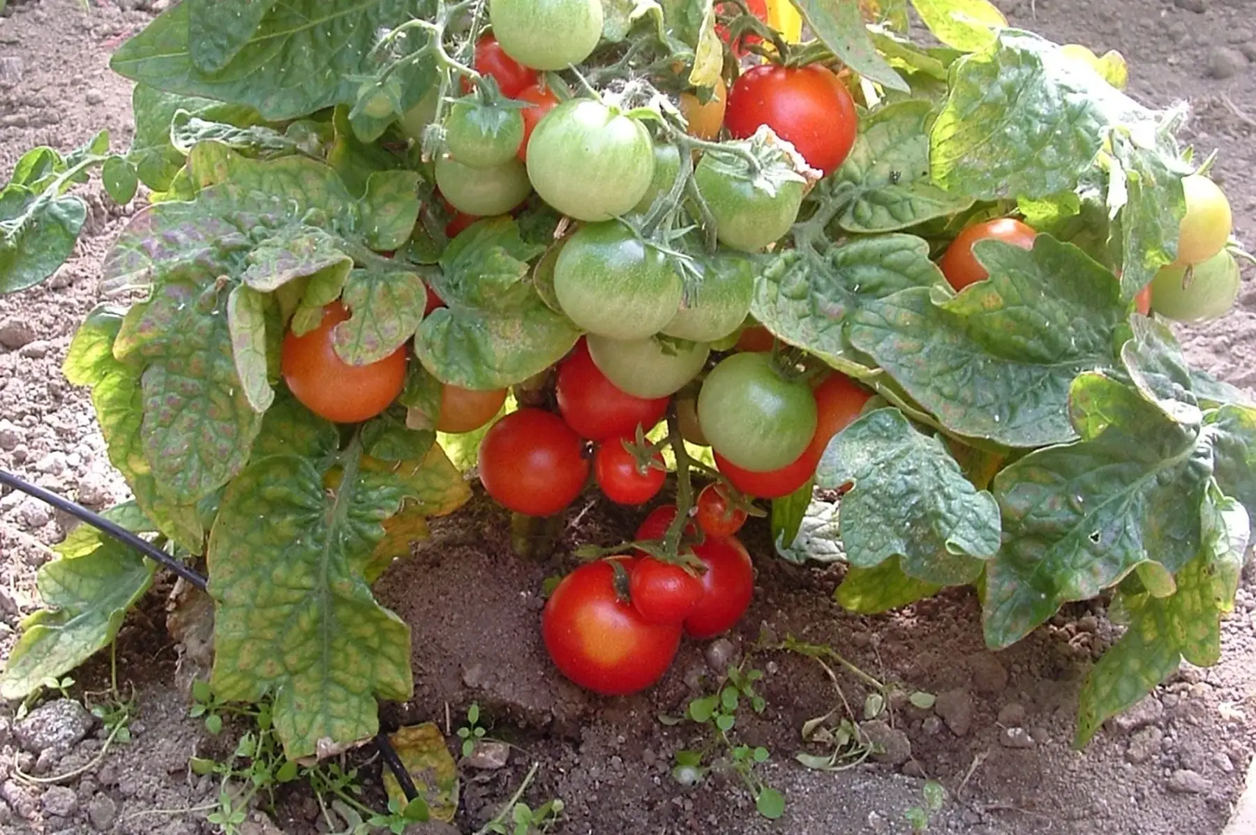 plant tomate cerise - naine red robin