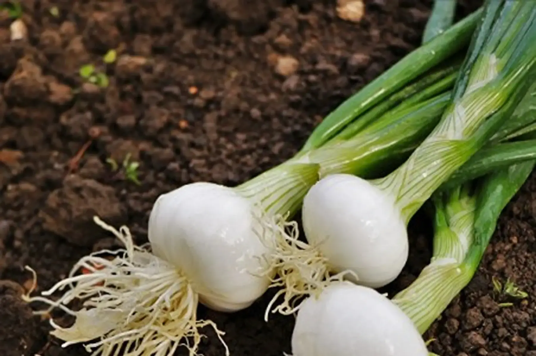 oignon blanc (botte)