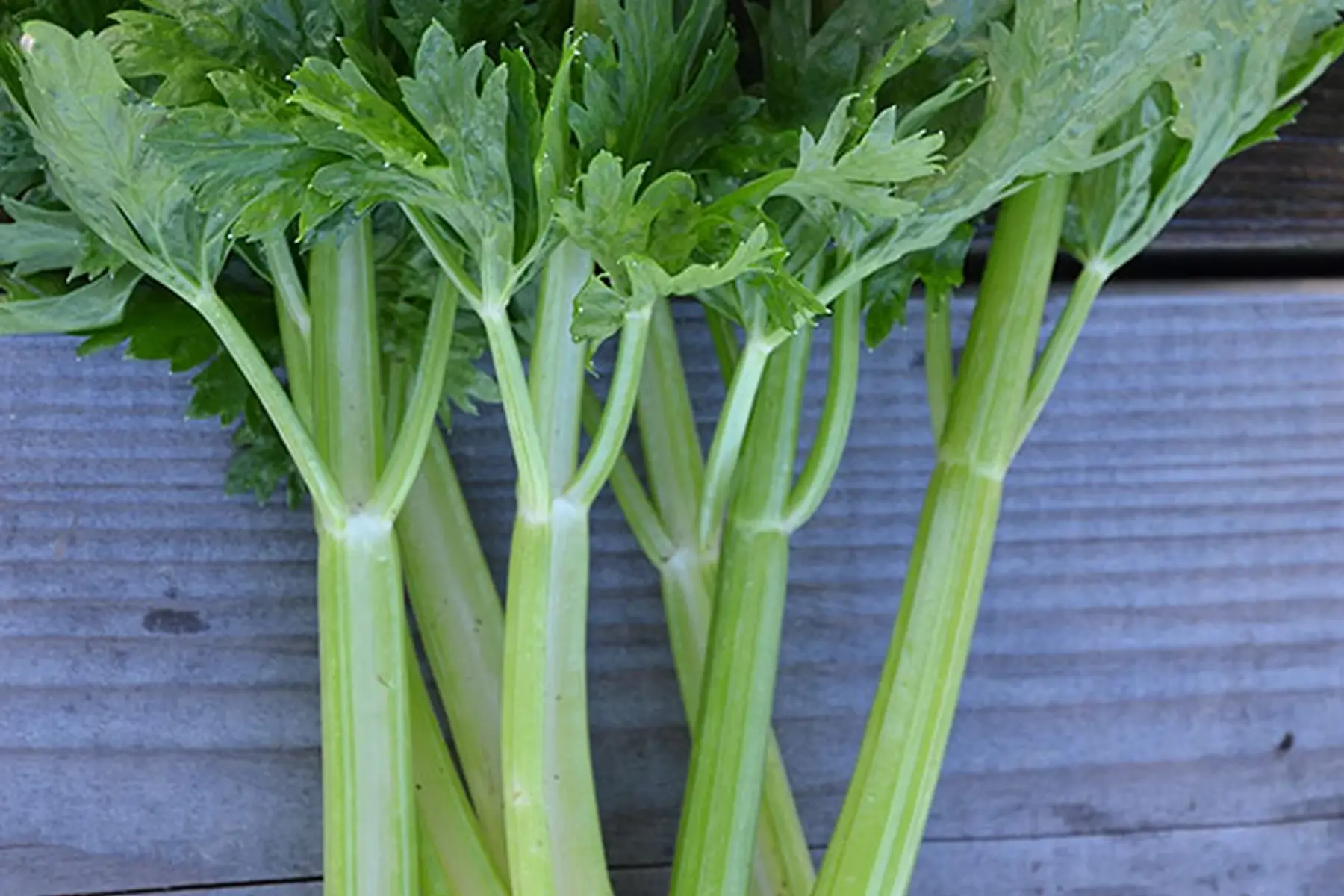 céleri branche (botte)