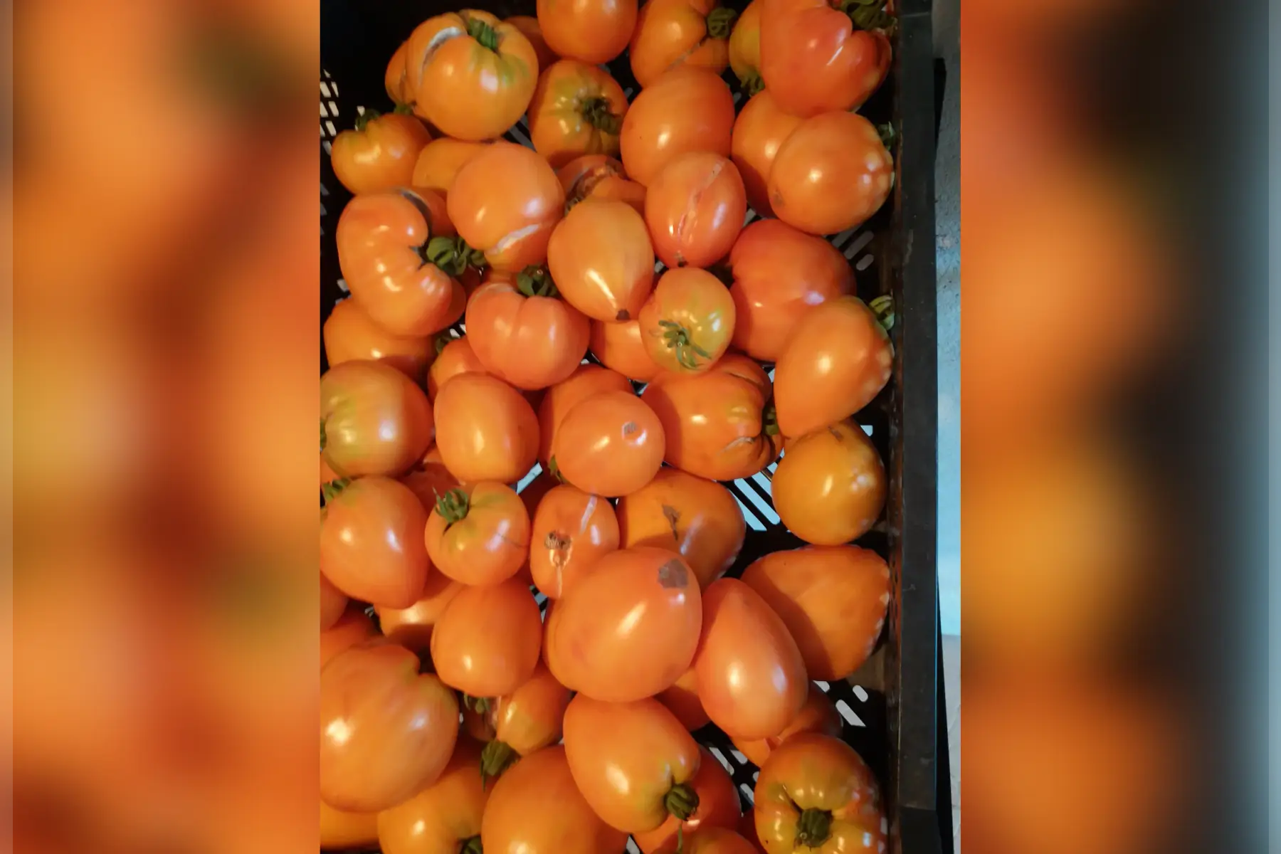 tomates coeurs de boeufs oranges