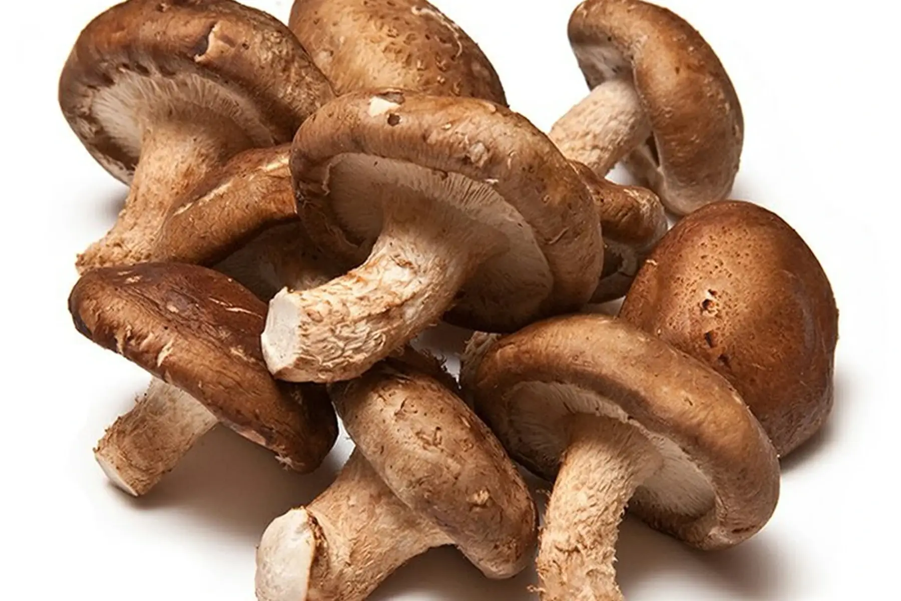 shiitakés barquette 250 gr