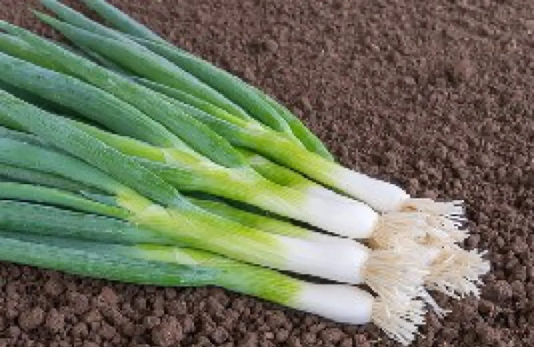 oignon-poireau botte