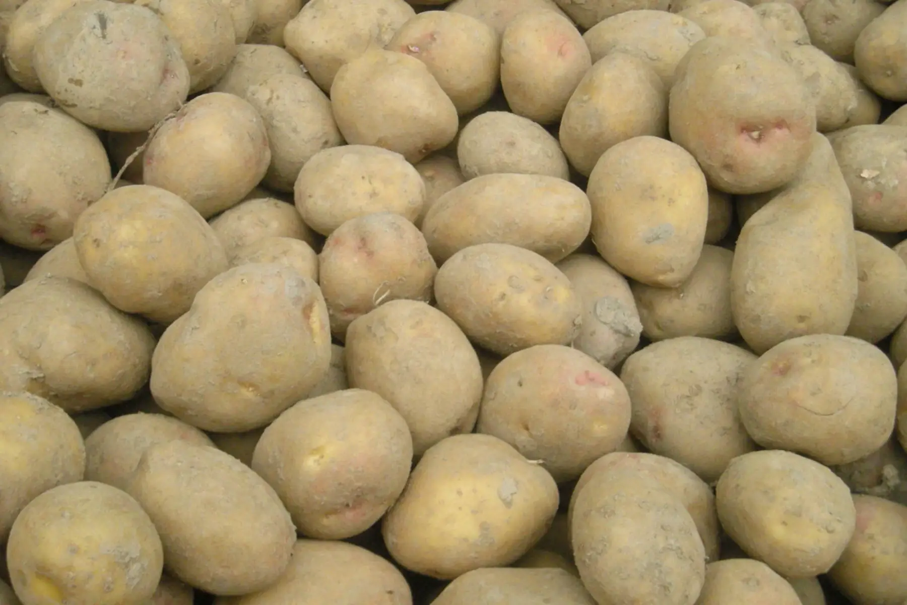 pomme de terre Agria