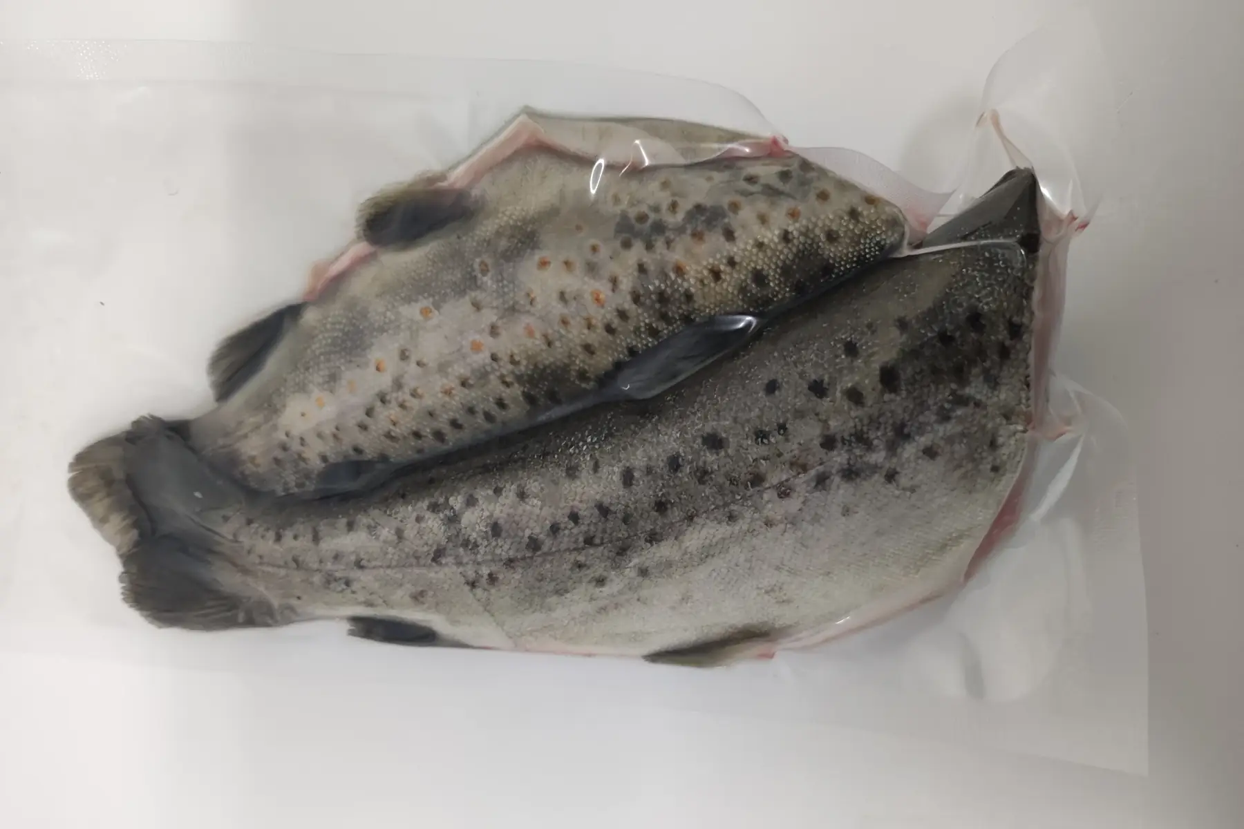 truite arc en ciel/fario