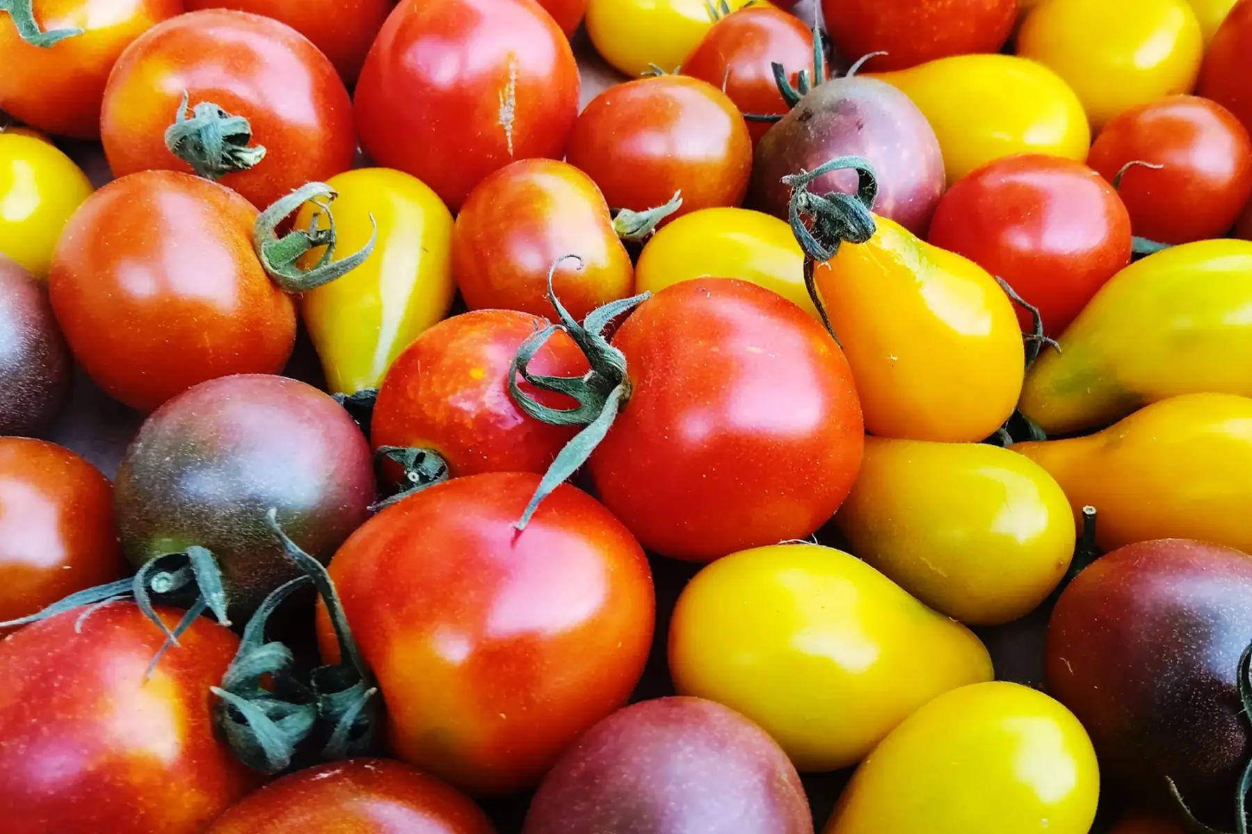 tomates cerises