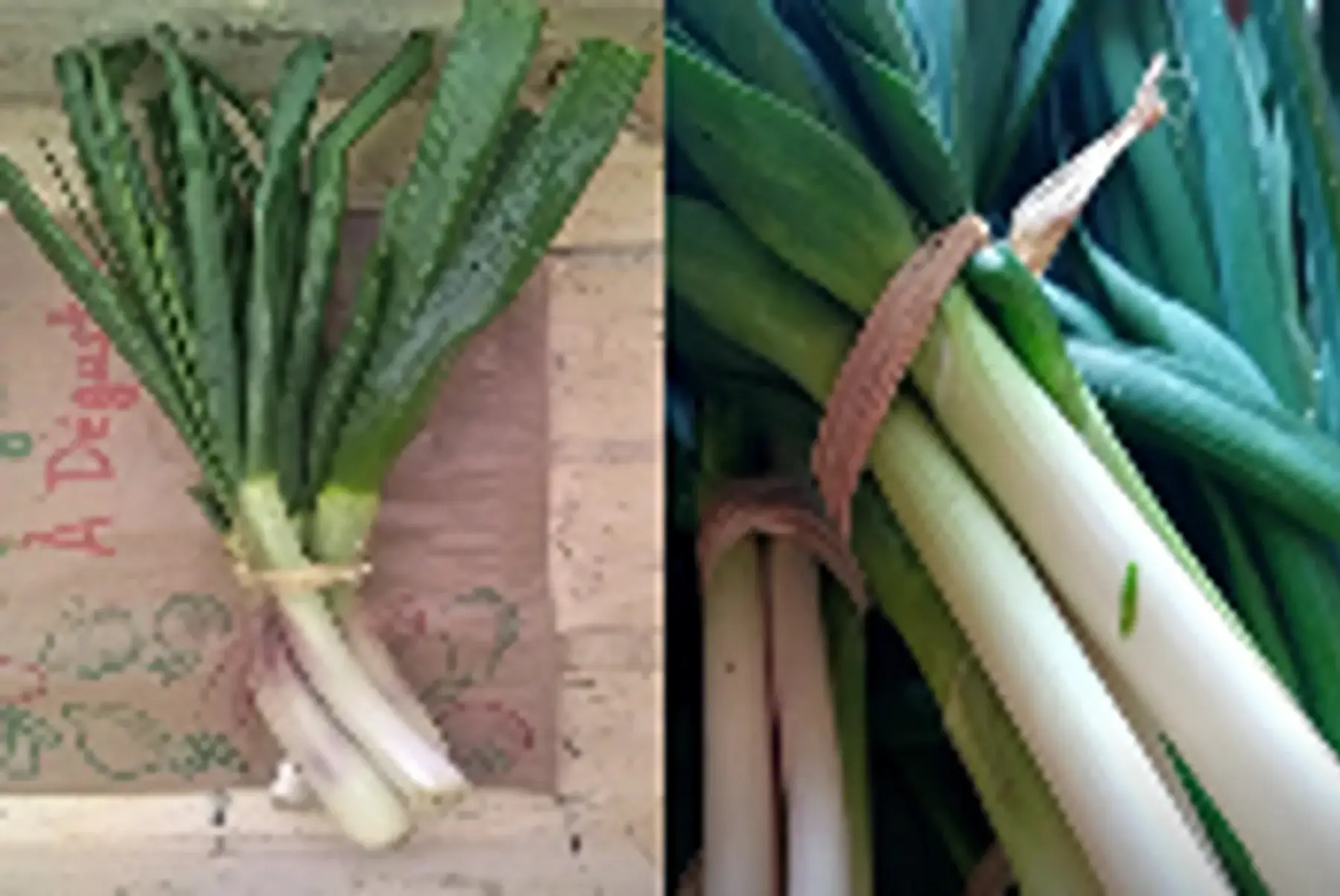 duo oignons frais/aillets