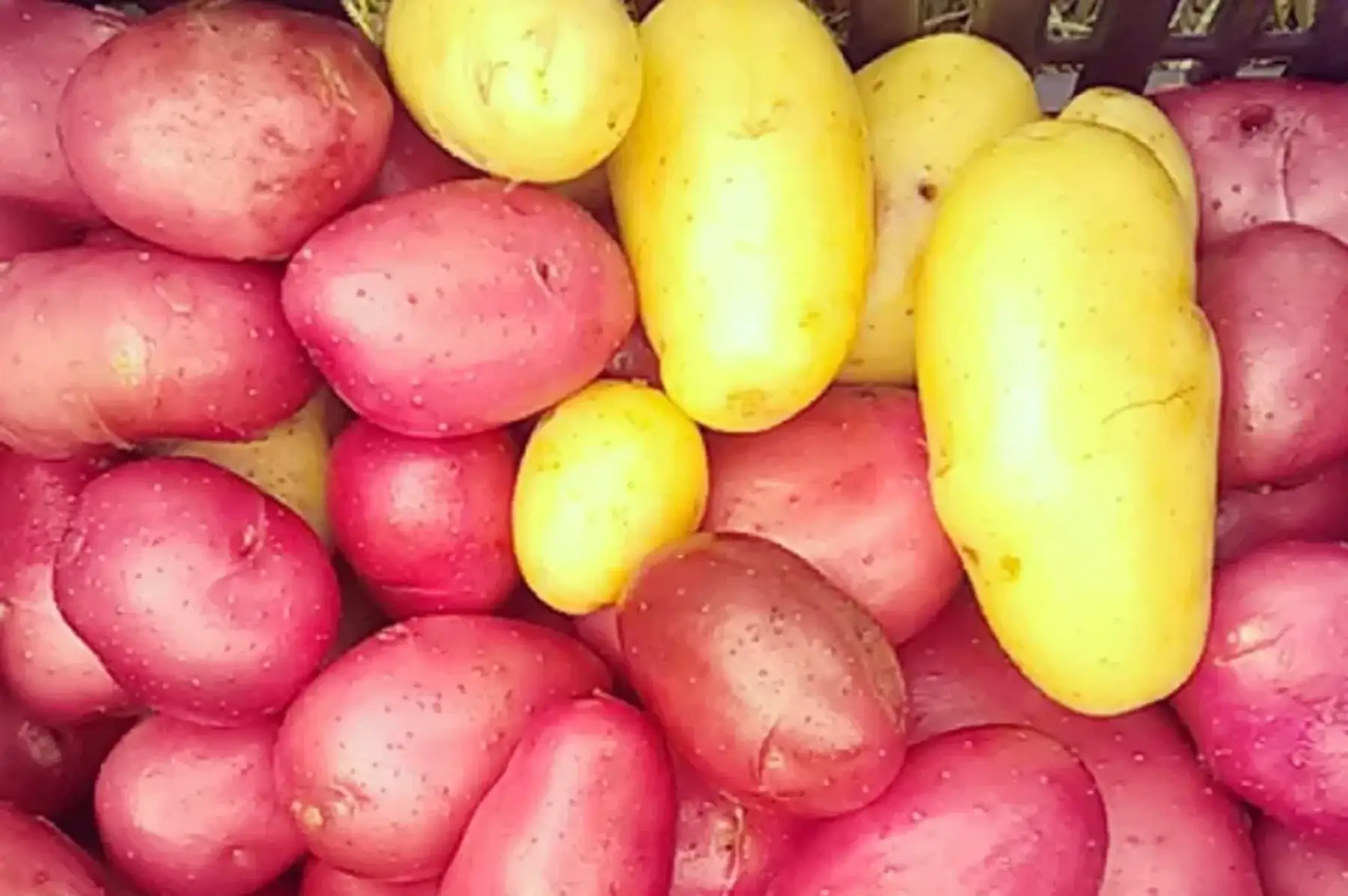 pommes de terre nouvelles