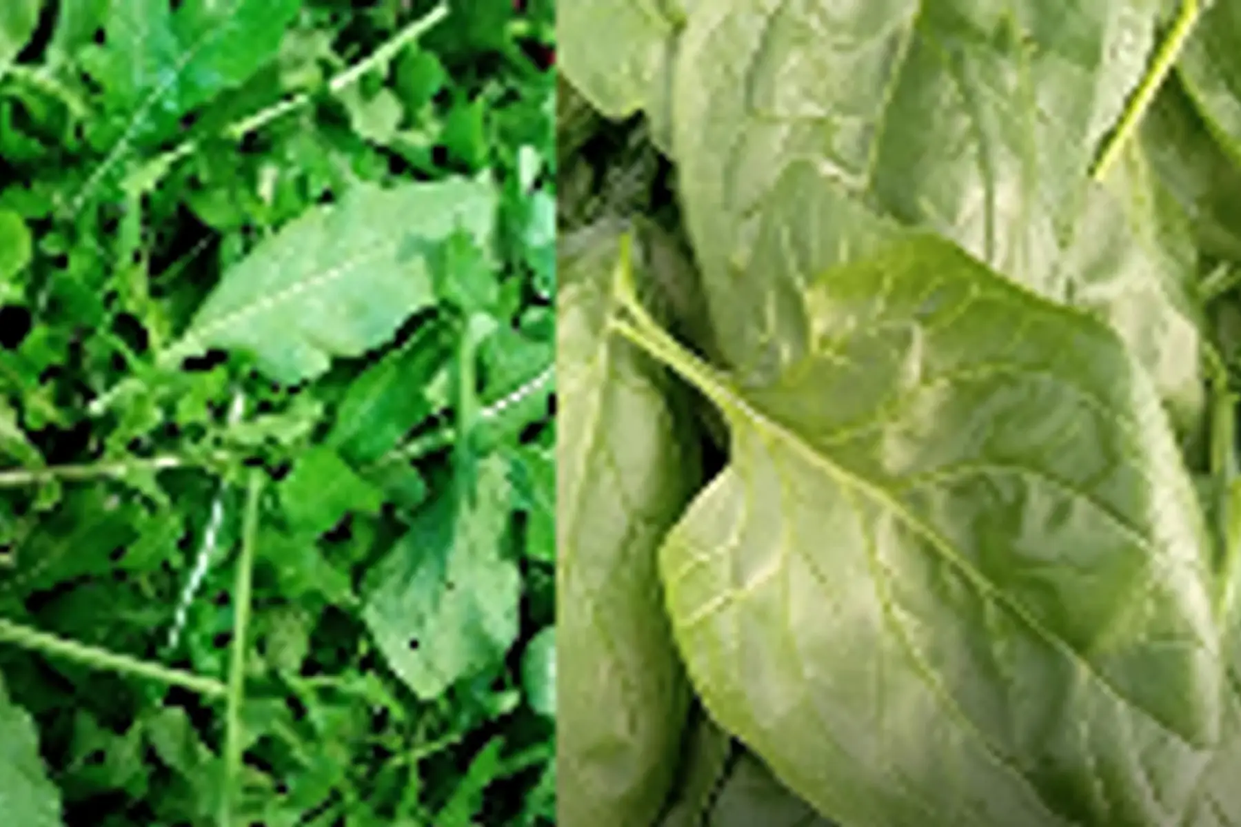 duo epinards/roquette