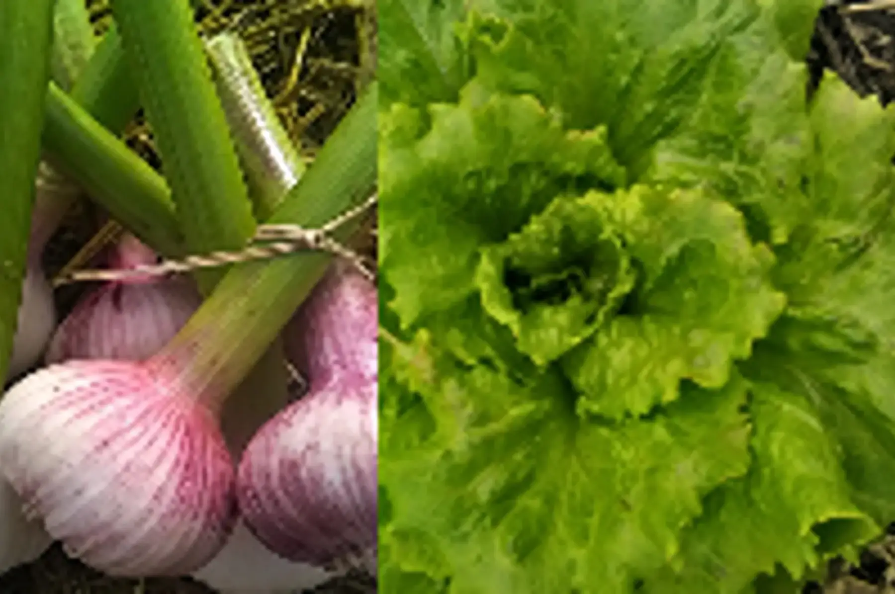 duo ail frais / laitue