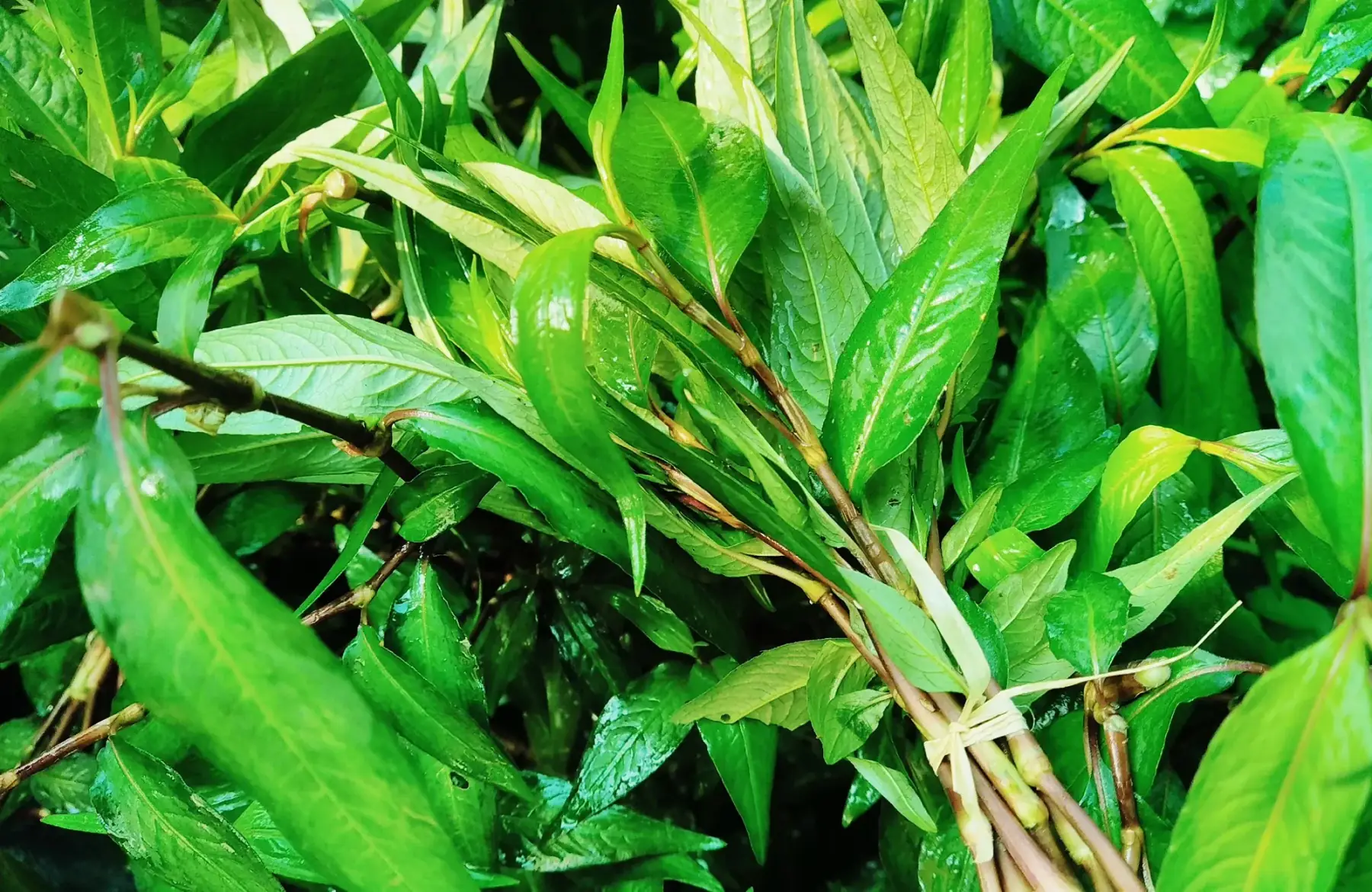 coriandre vietnamienne