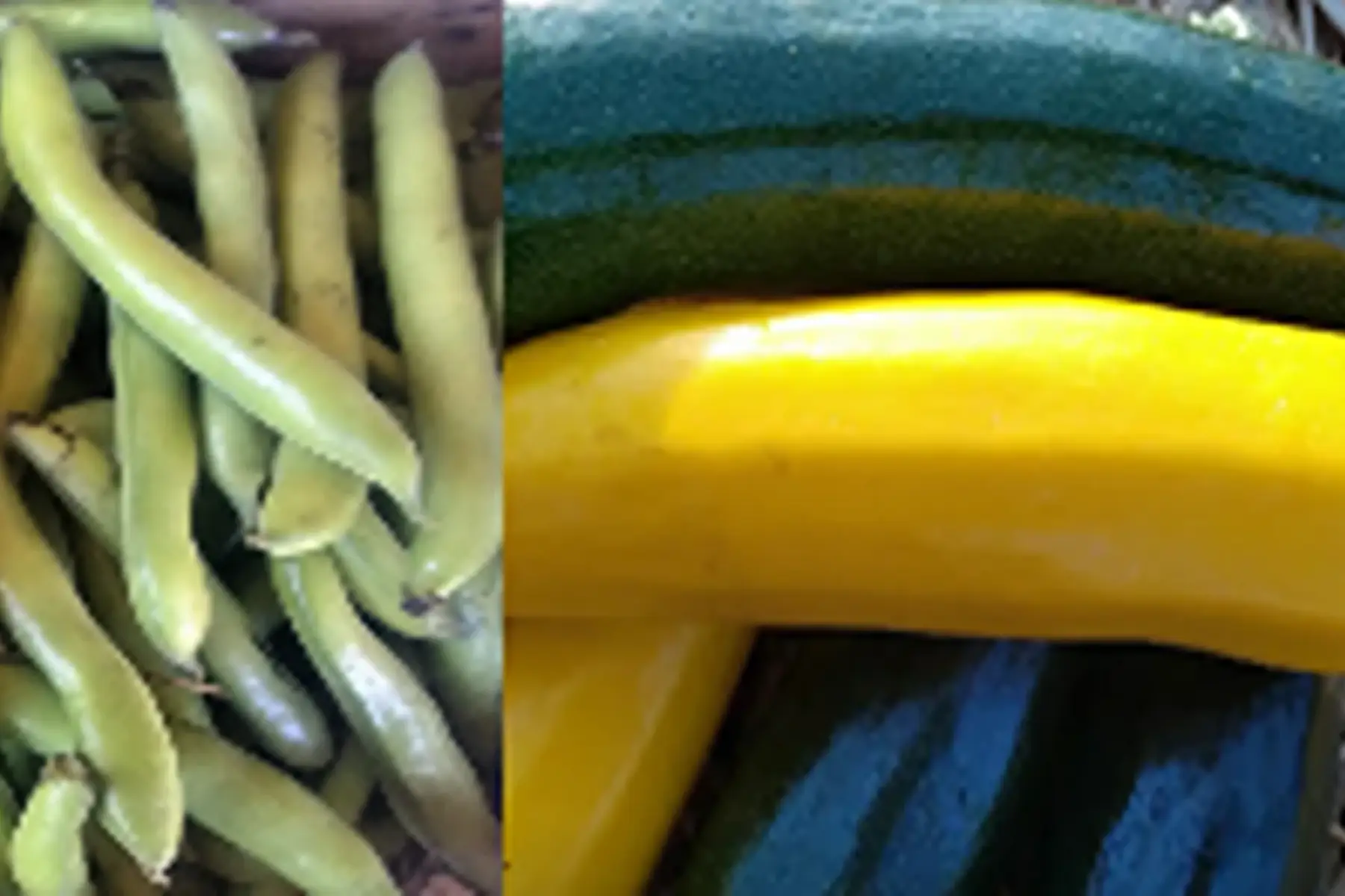 duo courgettes / fèves