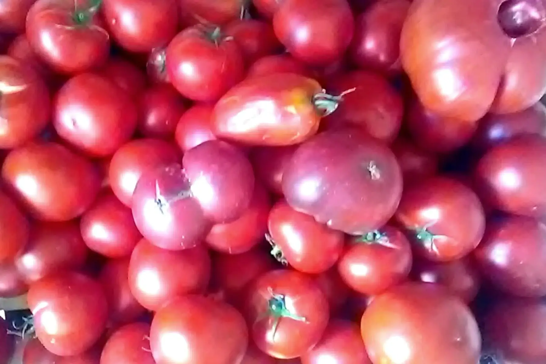 tomates déclassées