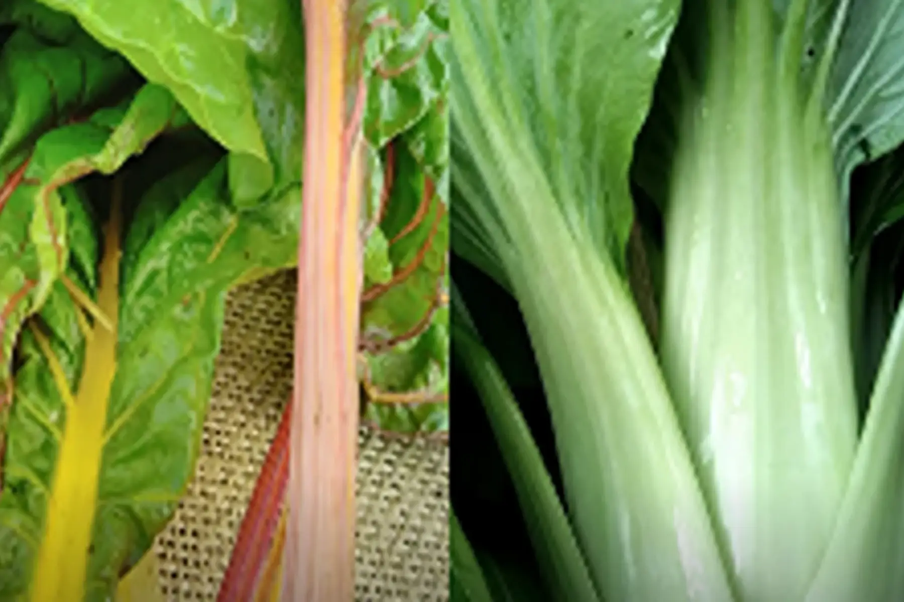 duo blettes multicolores/pak-choï