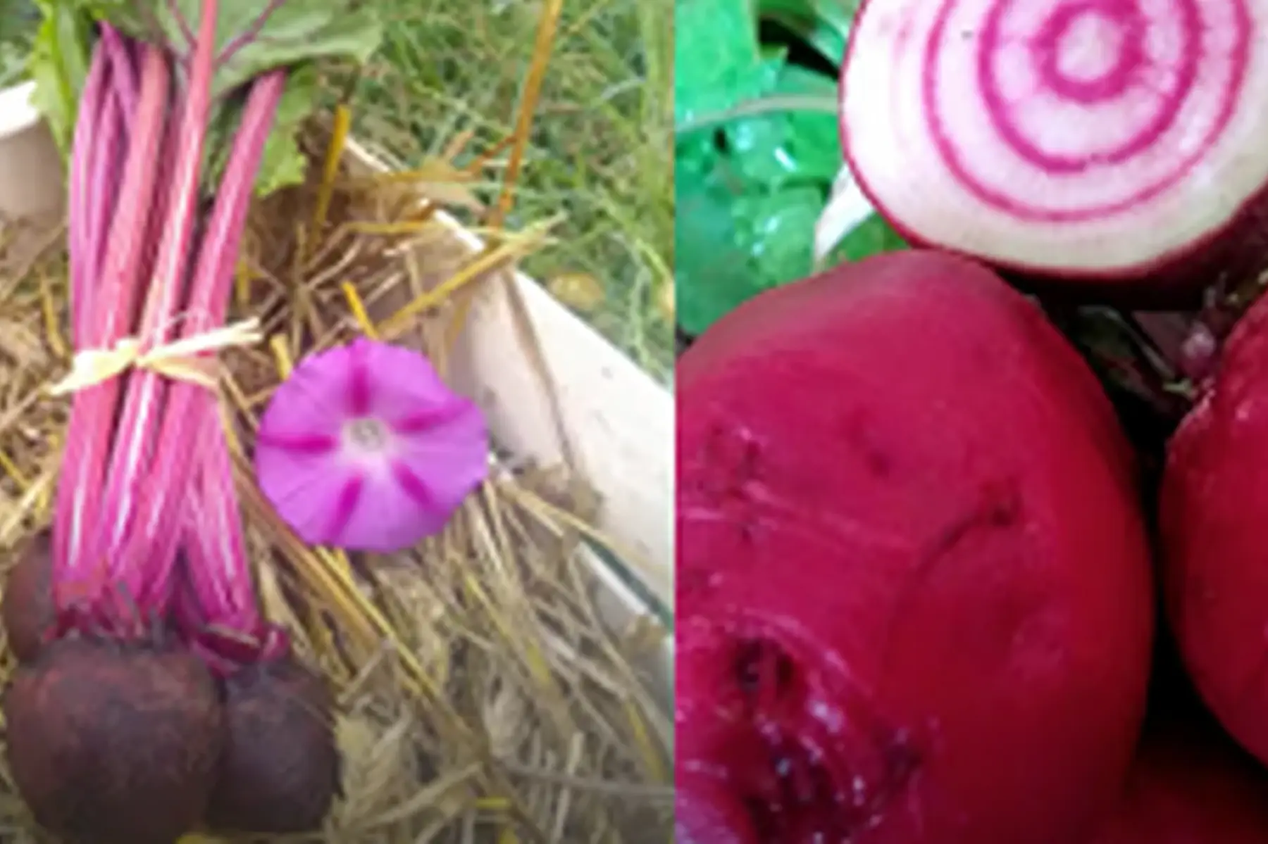 duo de betteraves