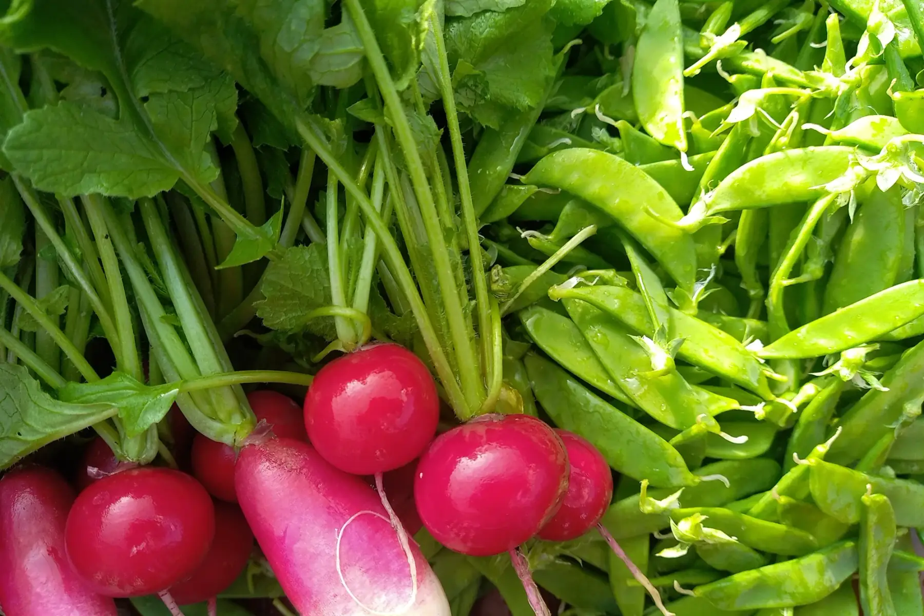 duo pois gourmands/radis roses