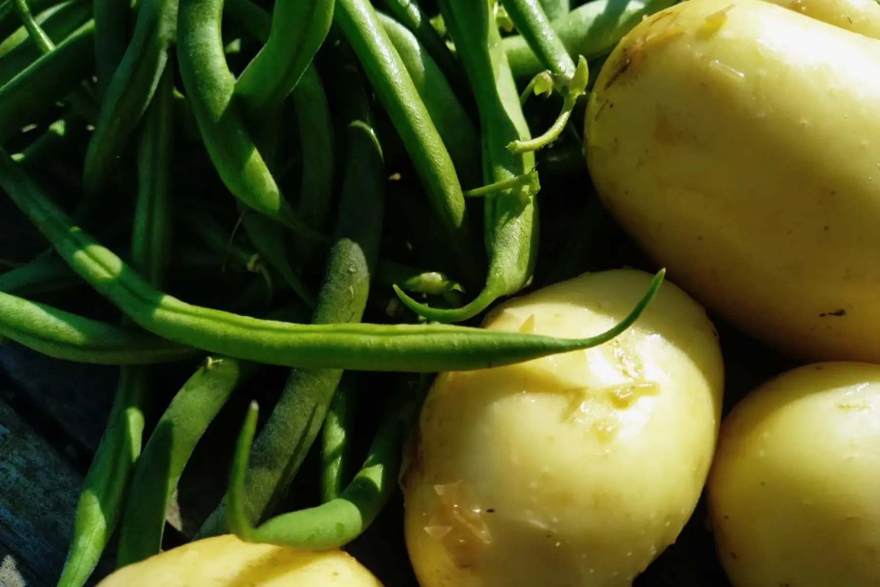 duo haricots verts/pommes de terre nouvelles