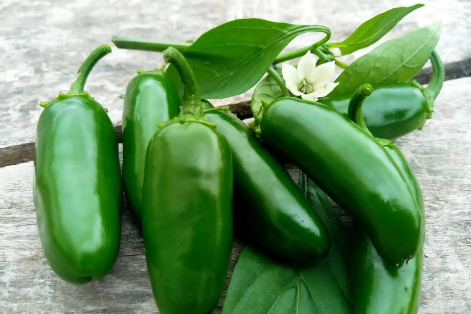 piments jalapenos