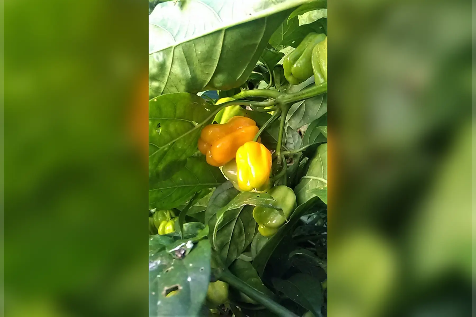 piment habanero golden