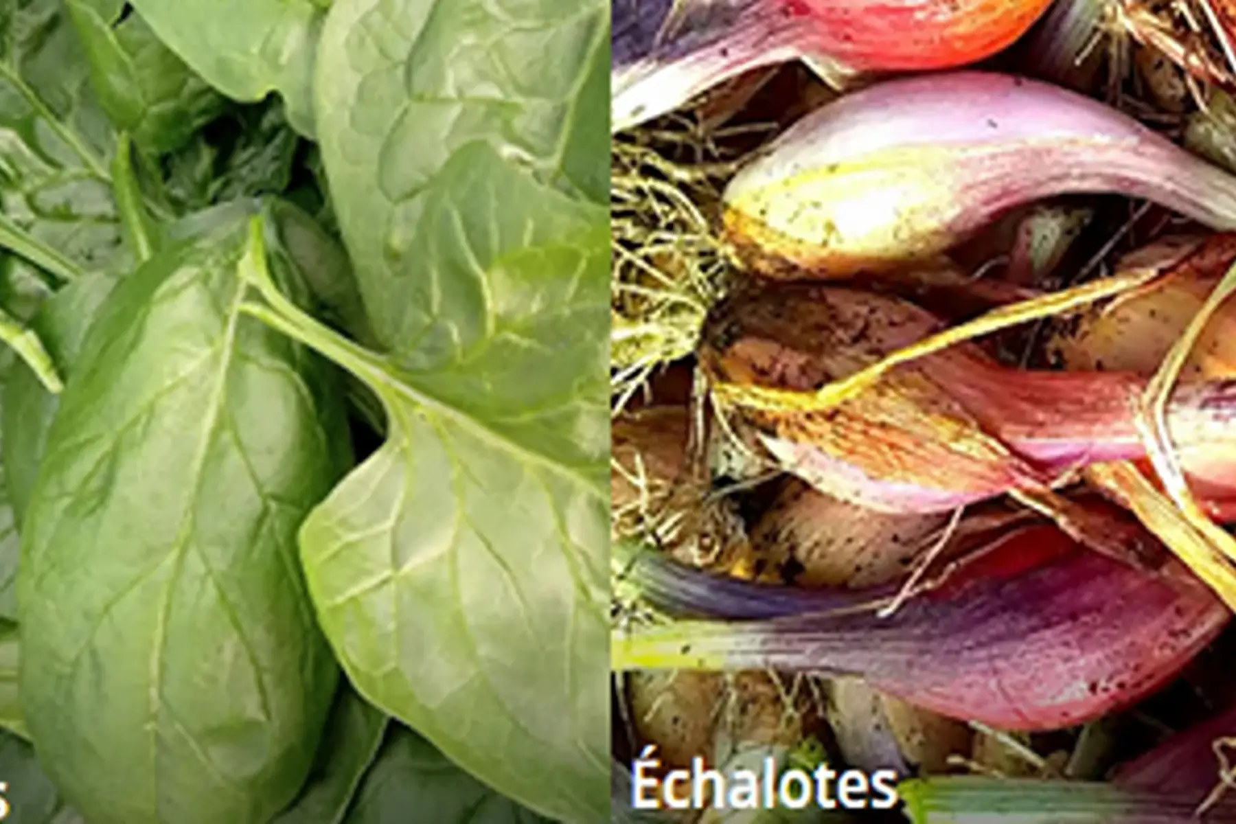duo épinards/échalotes